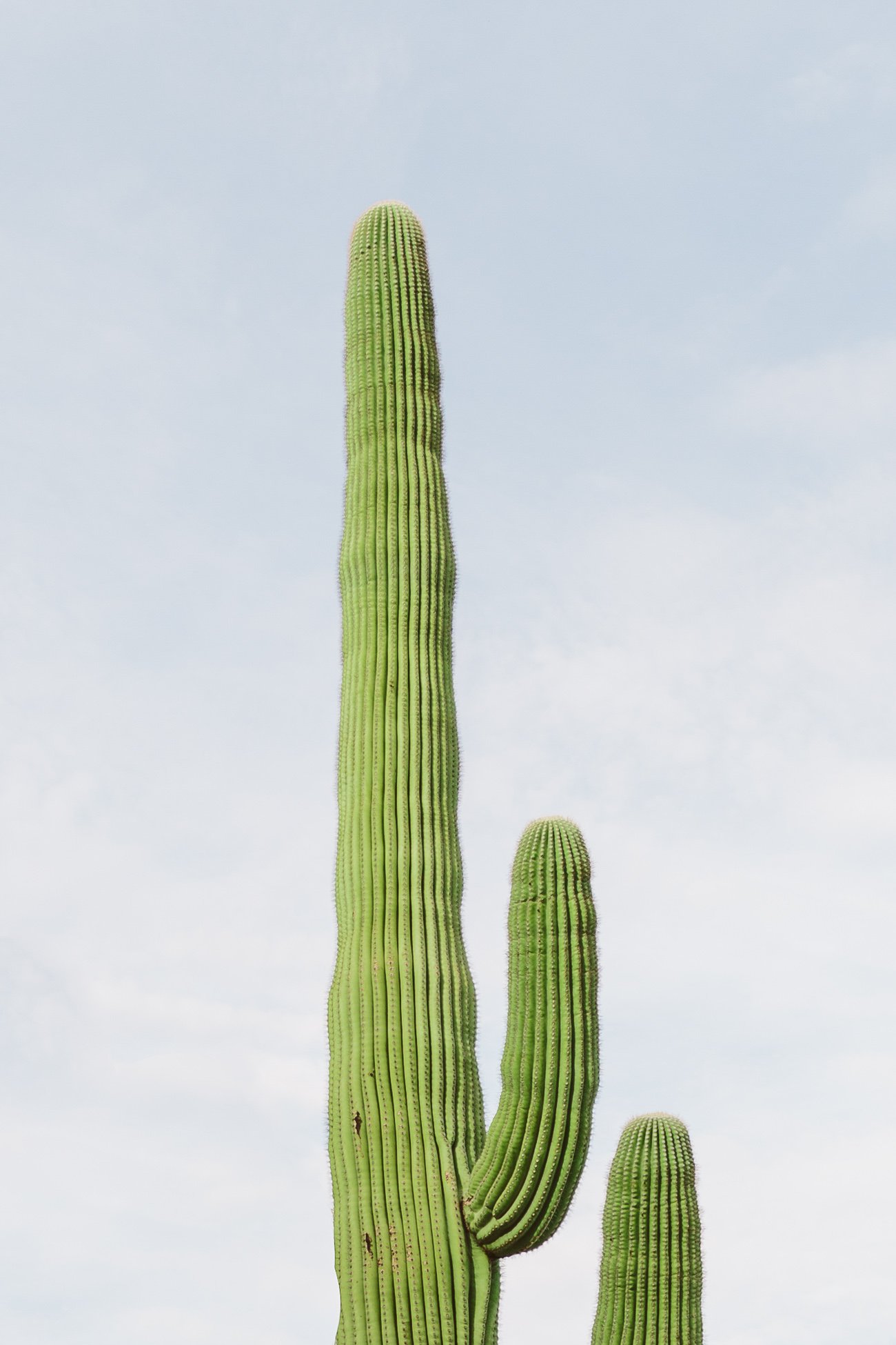 Cactus in Palm Springs