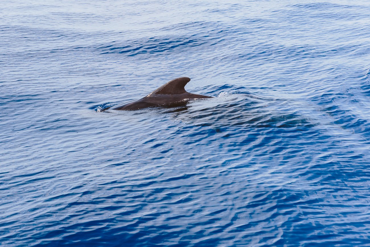 Whale Watching in Tenerife