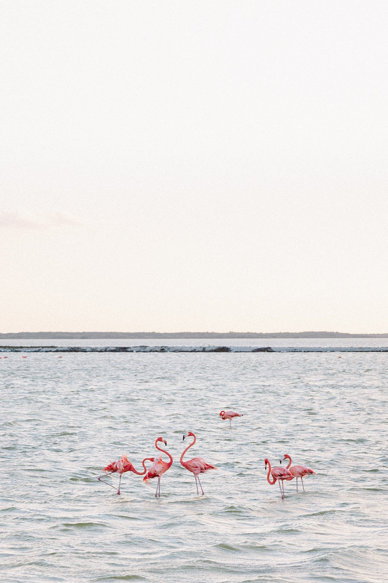 Flamingos at Las Coloradas, Yucatan