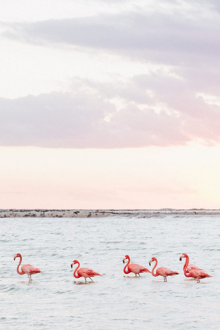 Las Coloradas: How to visit the Pink Lagoon in Mexico – an updated ...