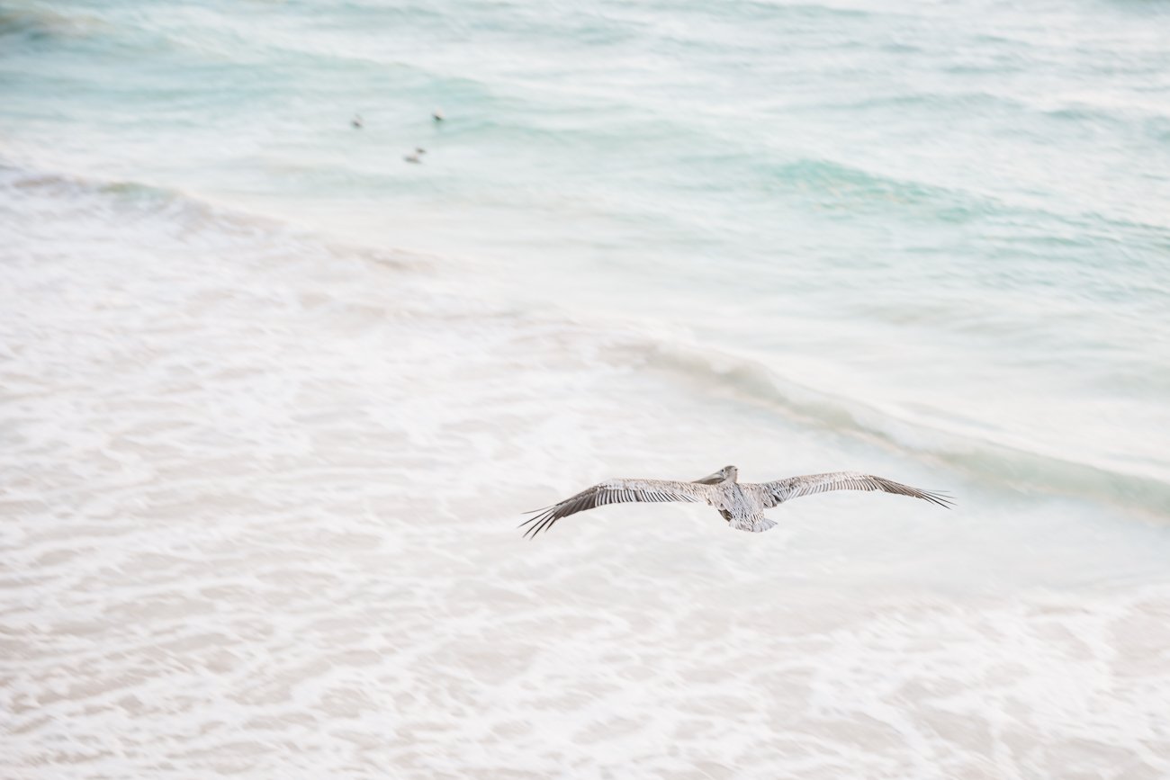 Seagull at the beach in Tulum