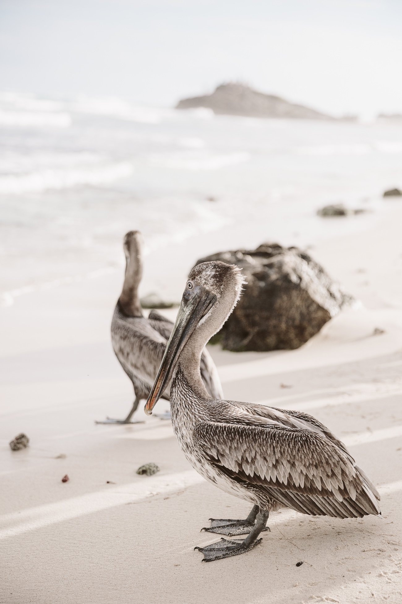 Feed pelicans in Tulum, Mexico
