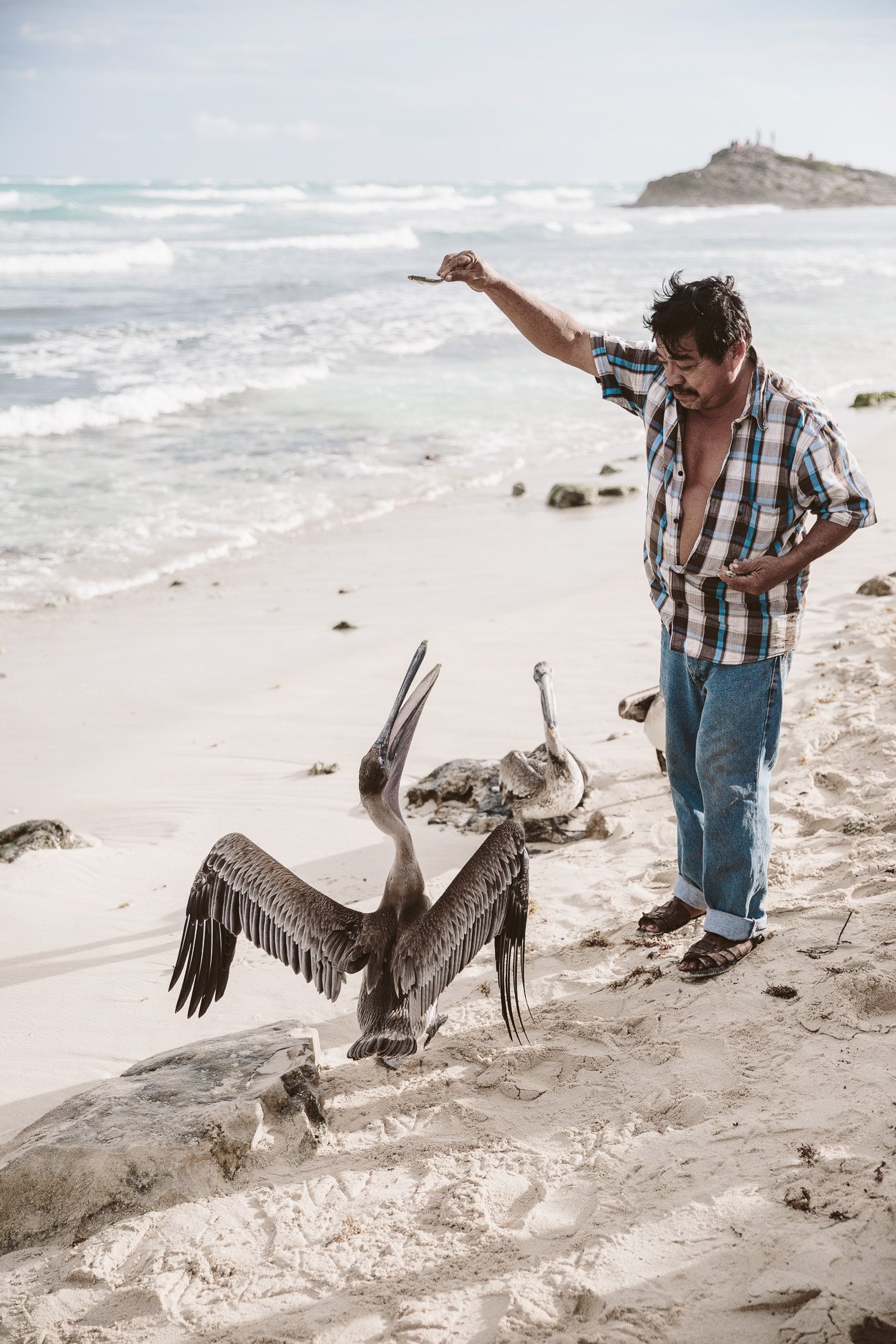 Feed pelicans in Tulum, Mexico