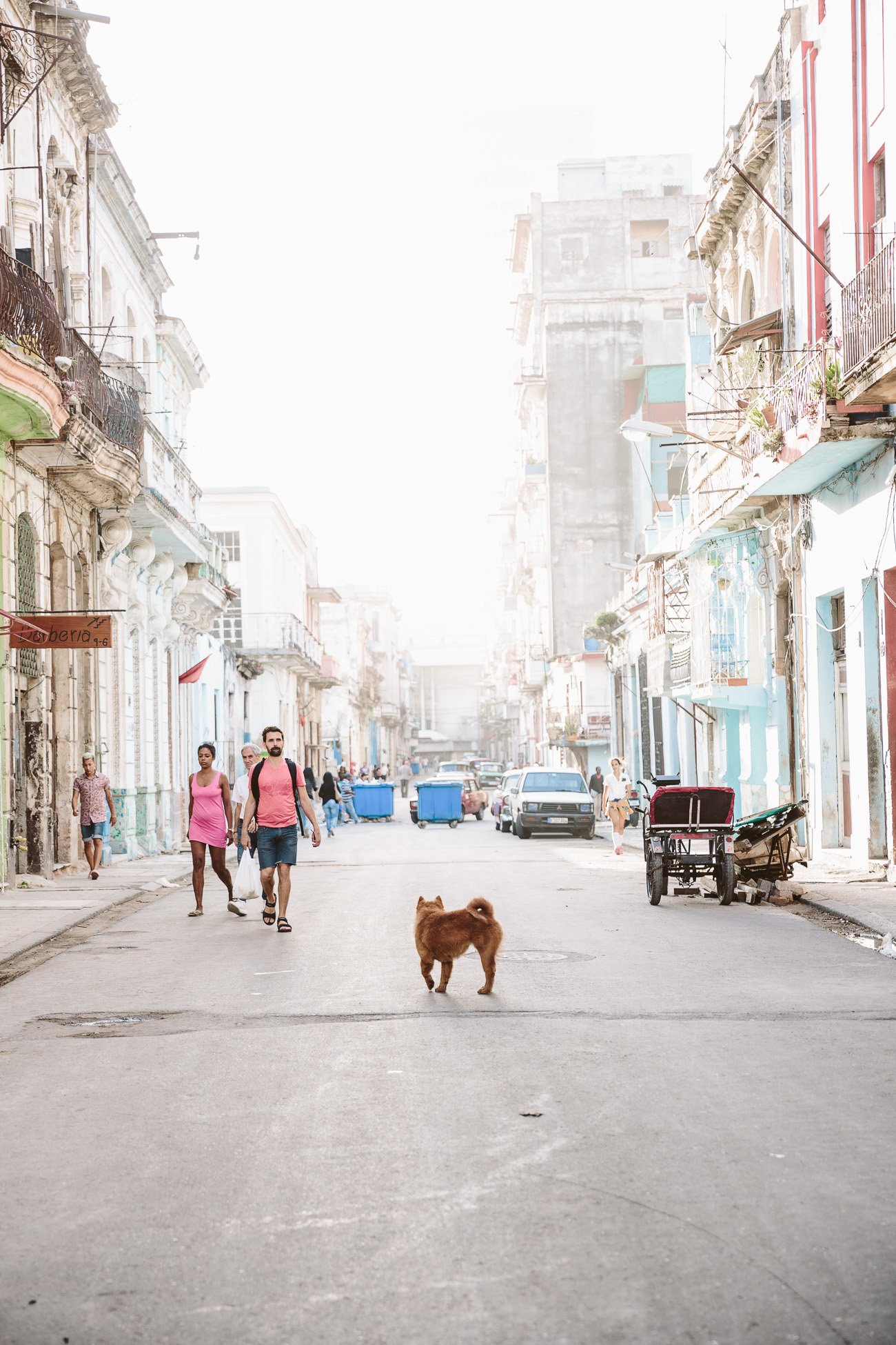 Um cão fica em uma rua em Havana, Cuba