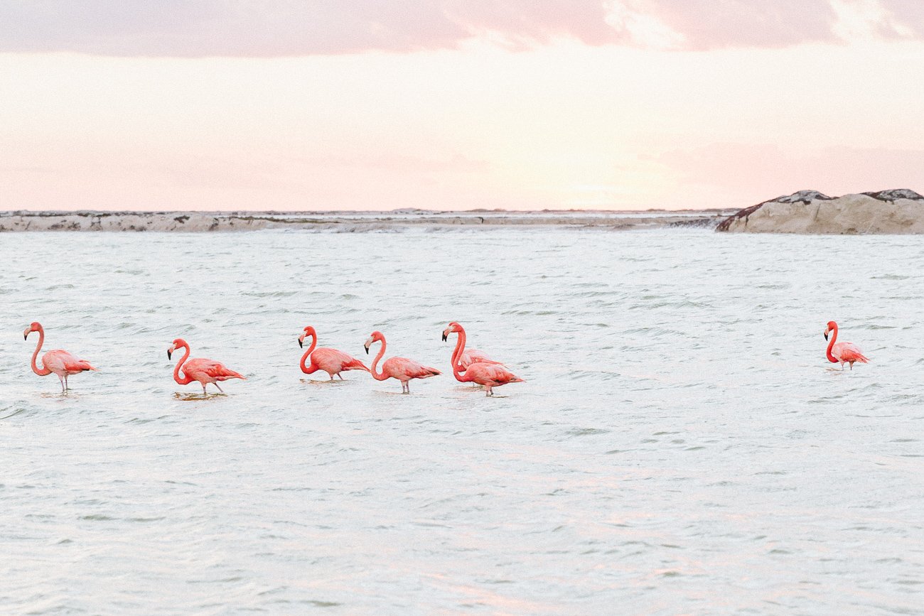 Flamingos at Las Coloradas, Yucatan
