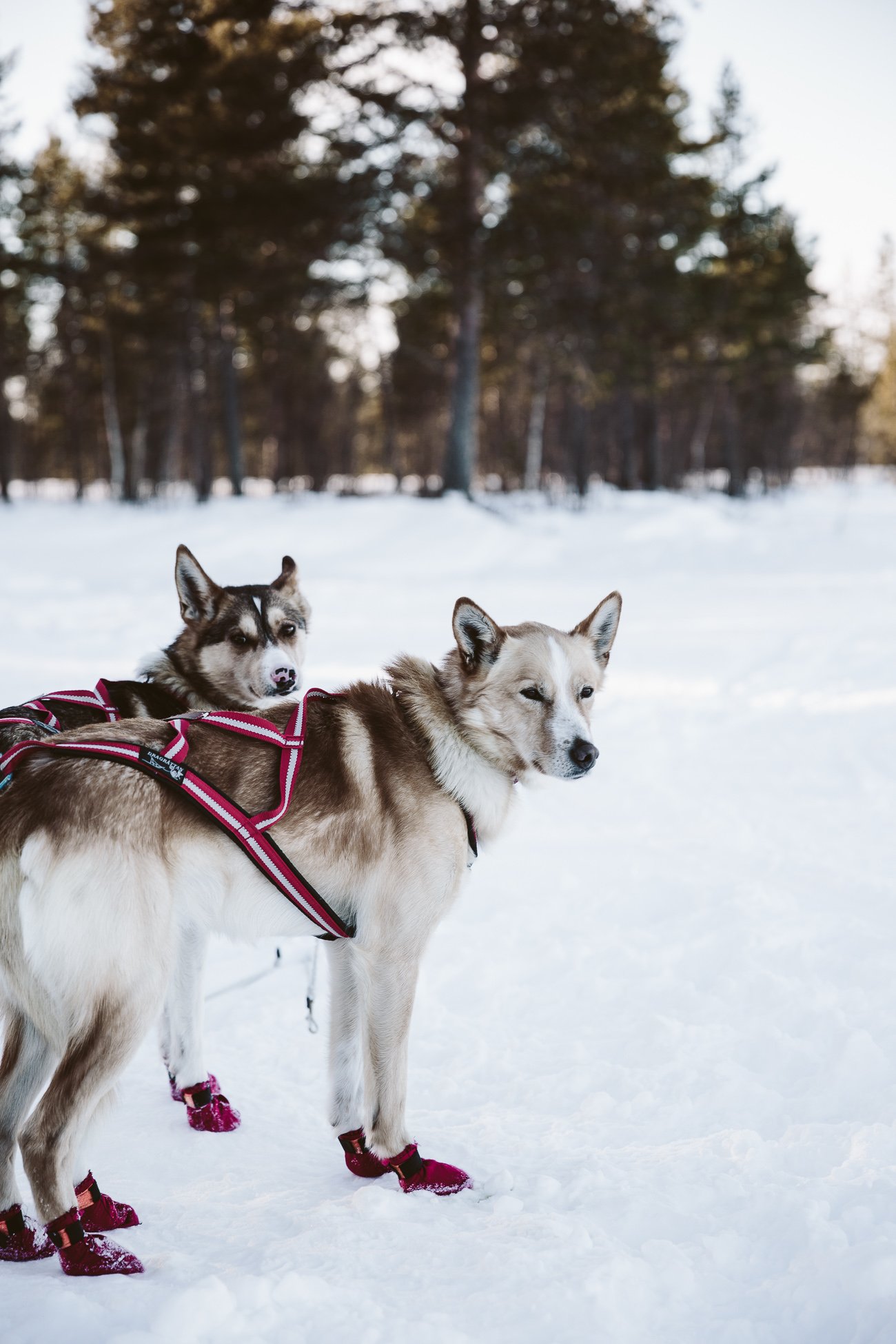 Dog Sledge Ride in Swedish Lapland