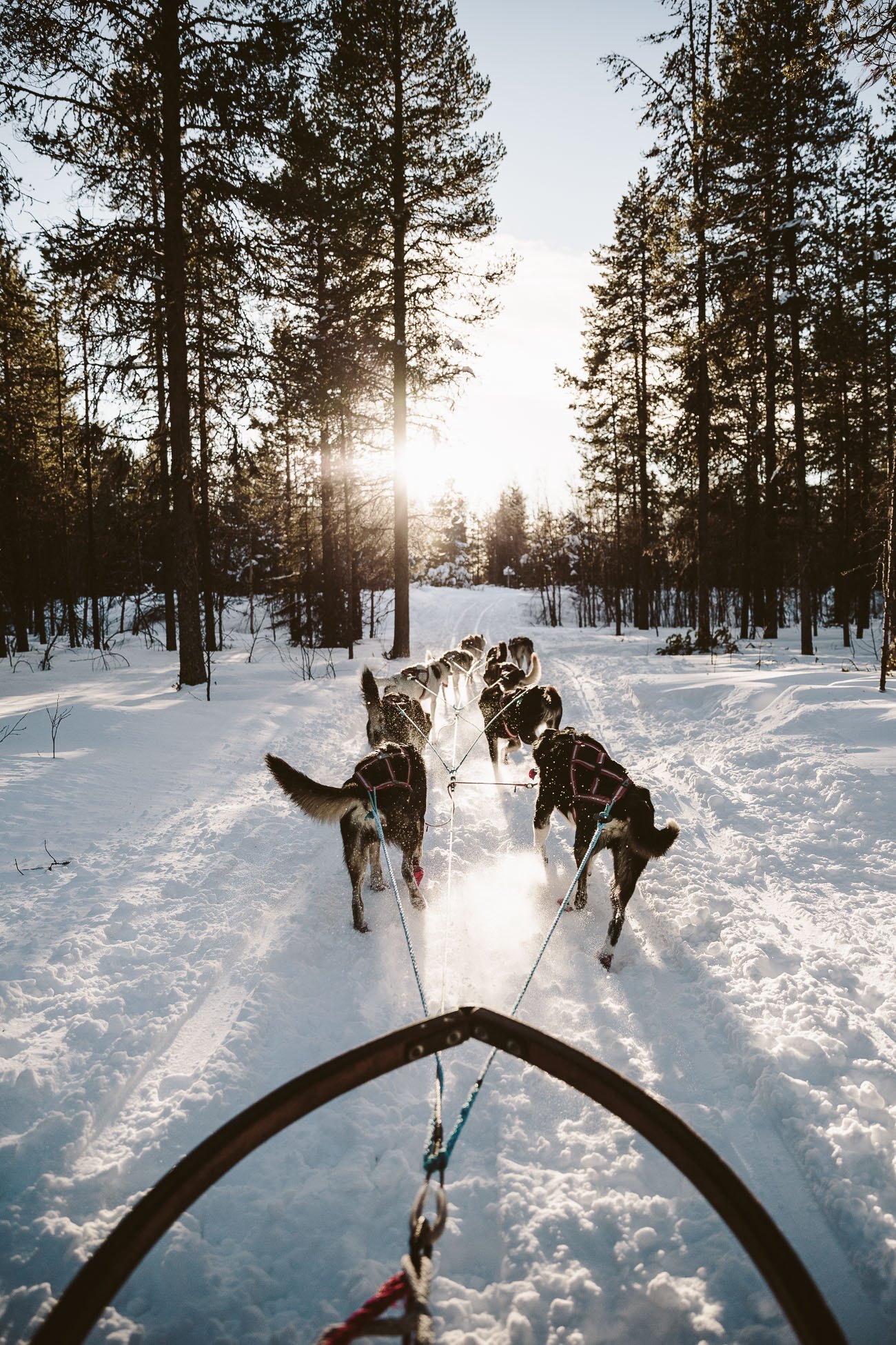Dog Sledge ride in Swedish Lapland