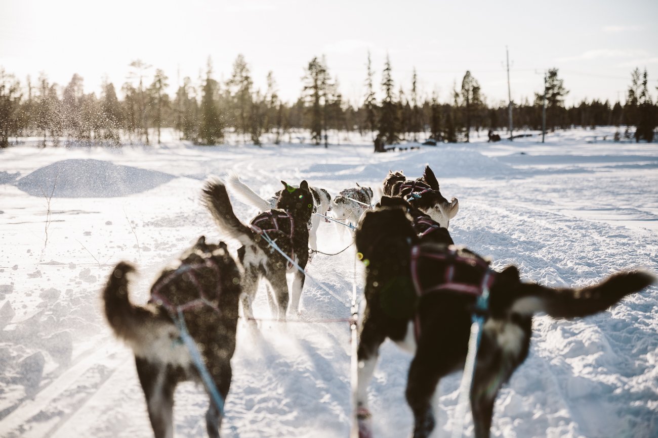 Dog Sledge Ride in Swedish Lapland