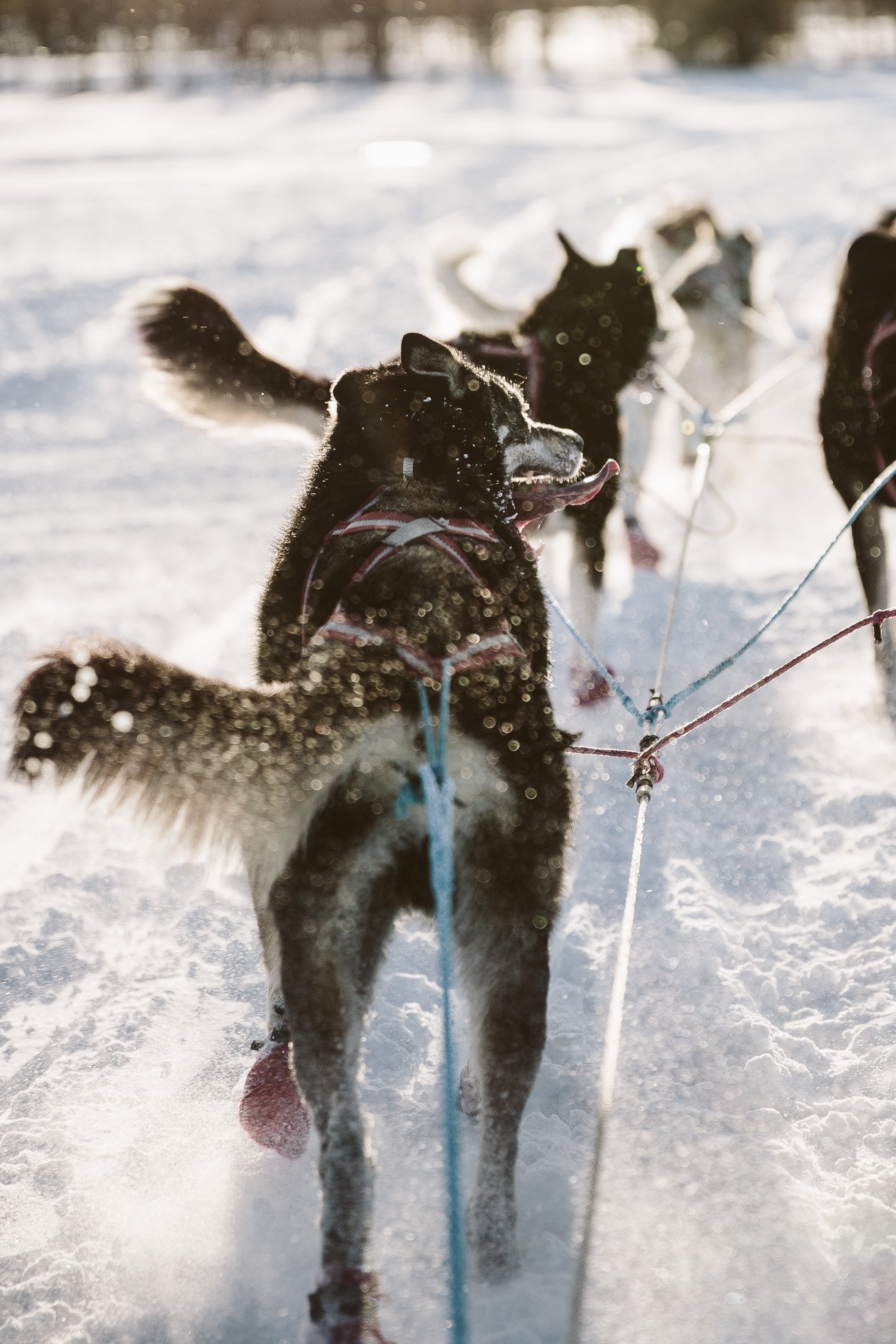 Dog Sledge ride in Swedish Lapland