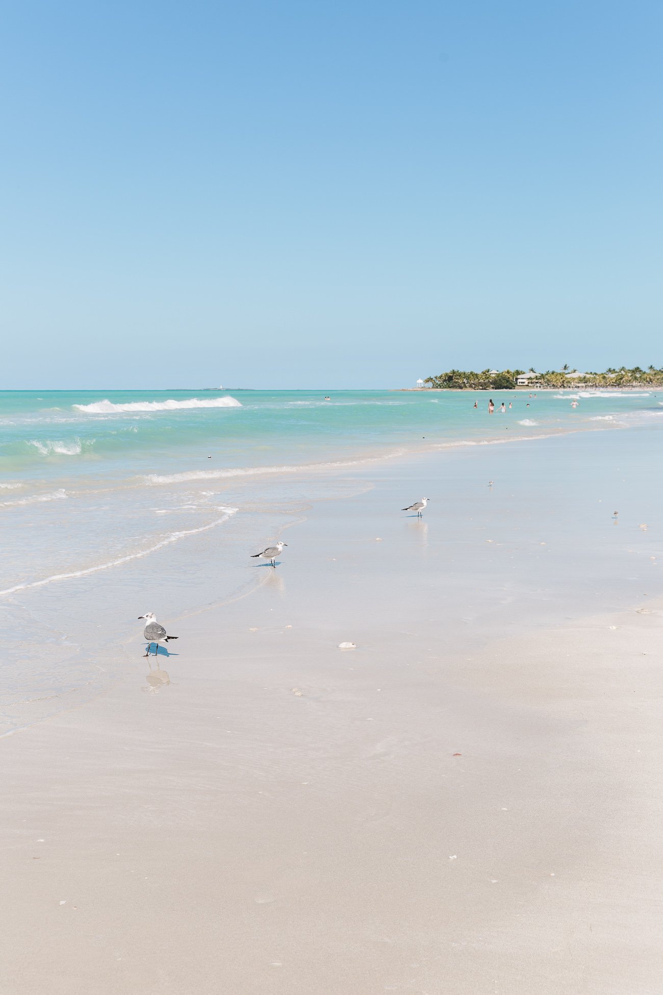Seagulls at the beach of Varadero Cuba