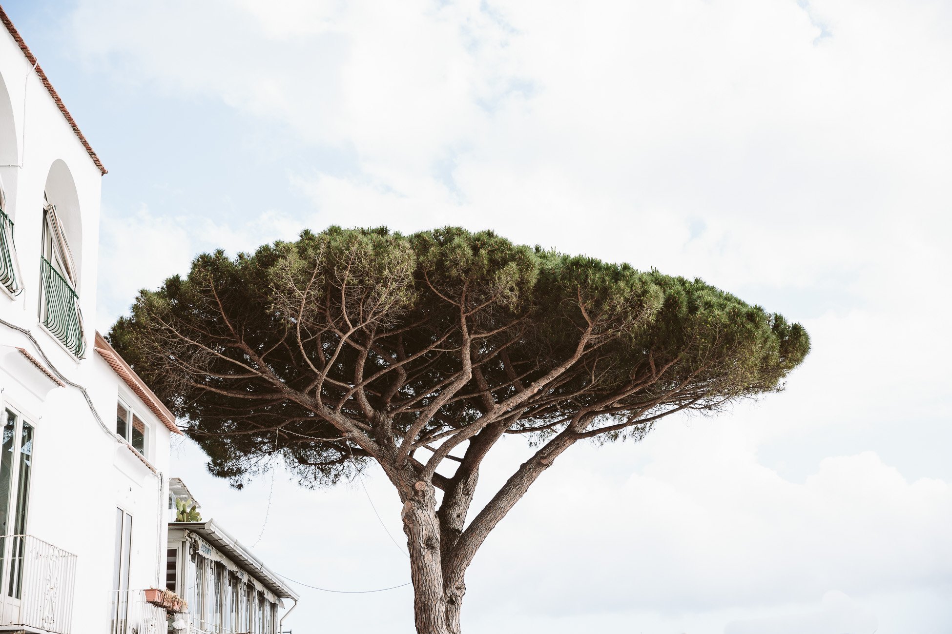 Tree at the Amalfi Coast 