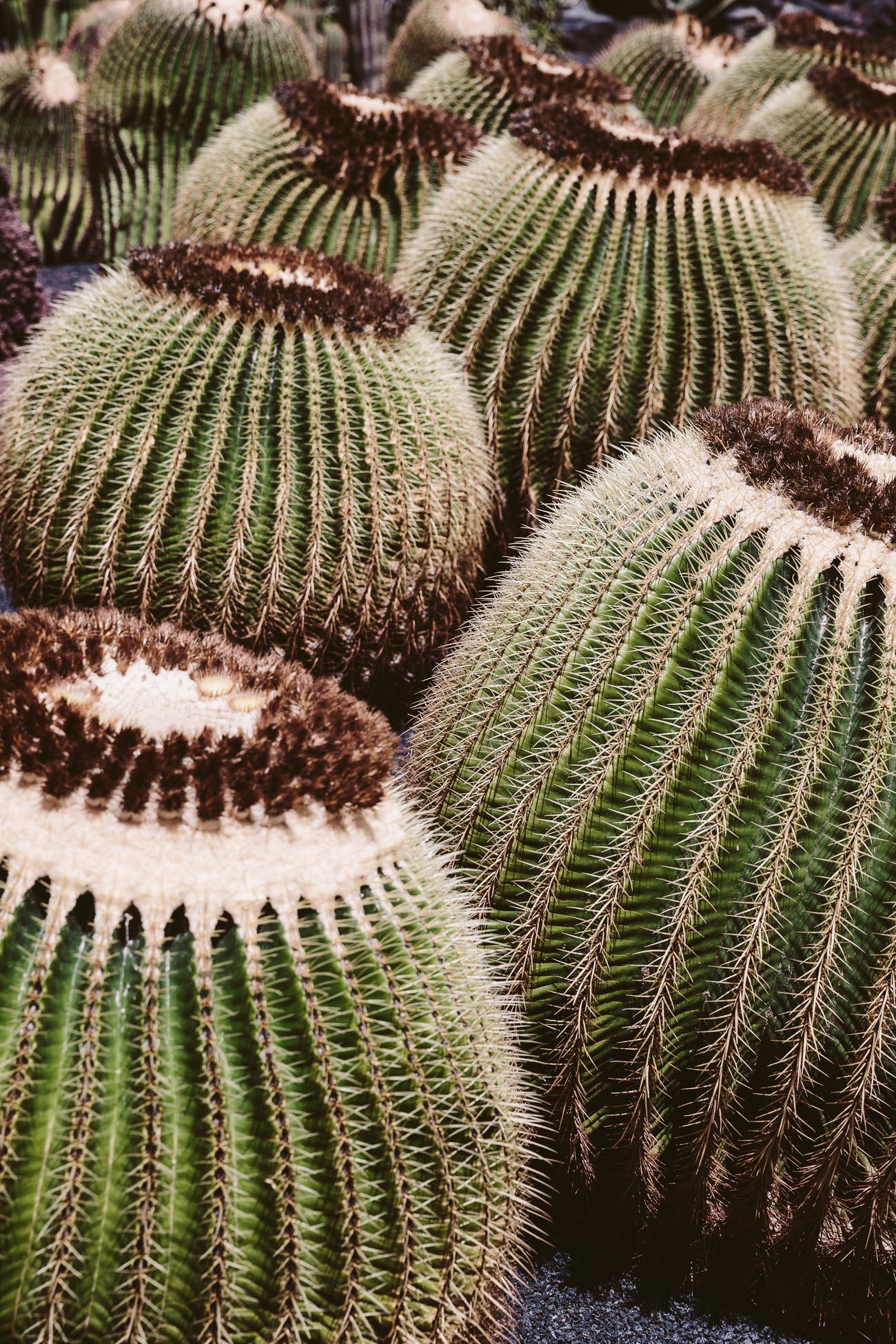 Jardín de Cactus by César Manrique in Lanzarote