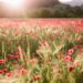 Poppy fields in Provence