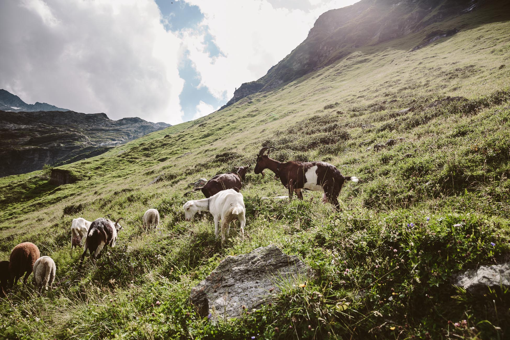 Goats in National Park Hohe Tauern