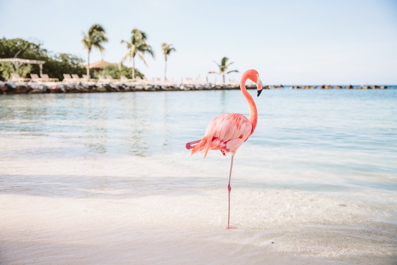 Flamingo Aruba
