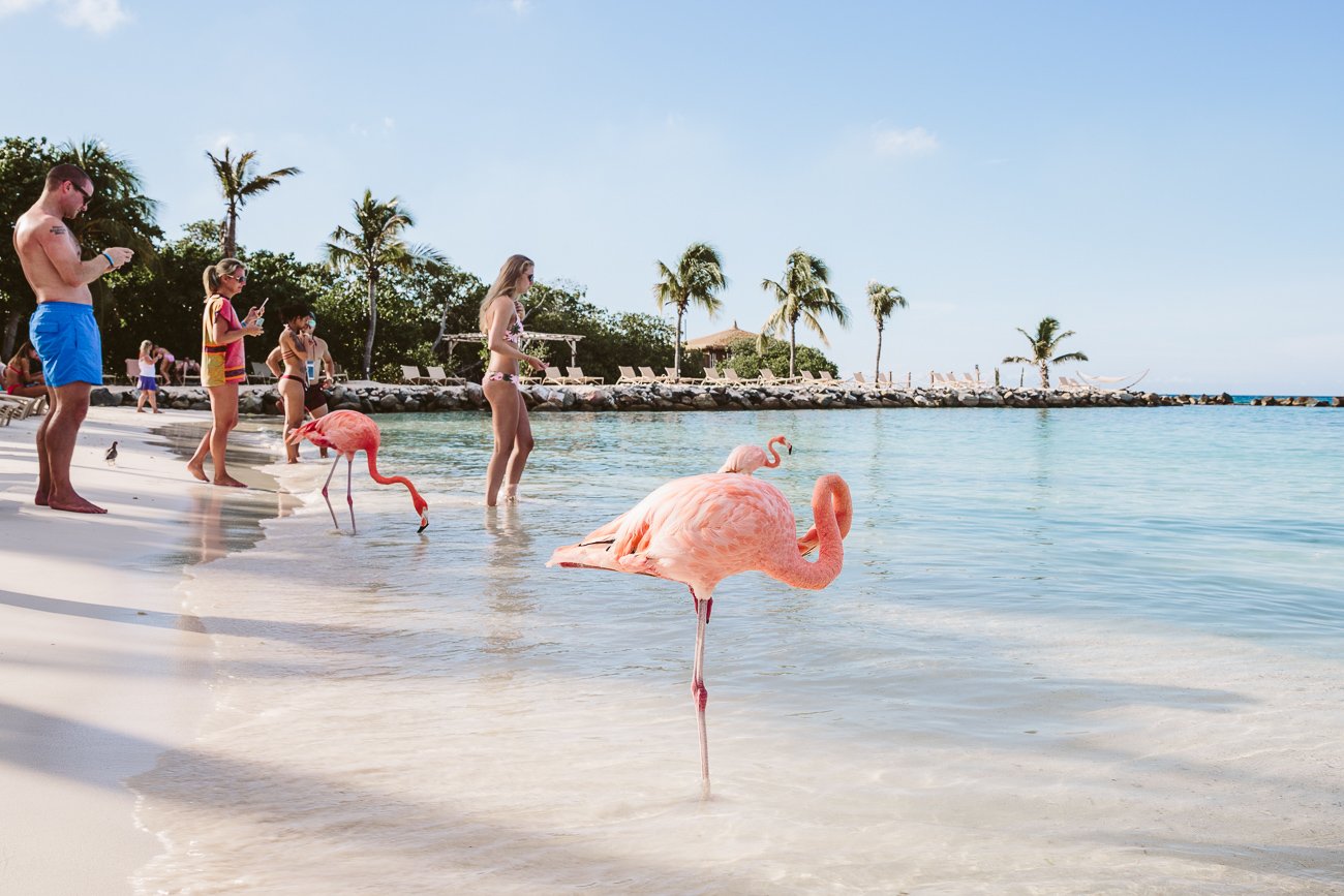 Aruba Flamingo