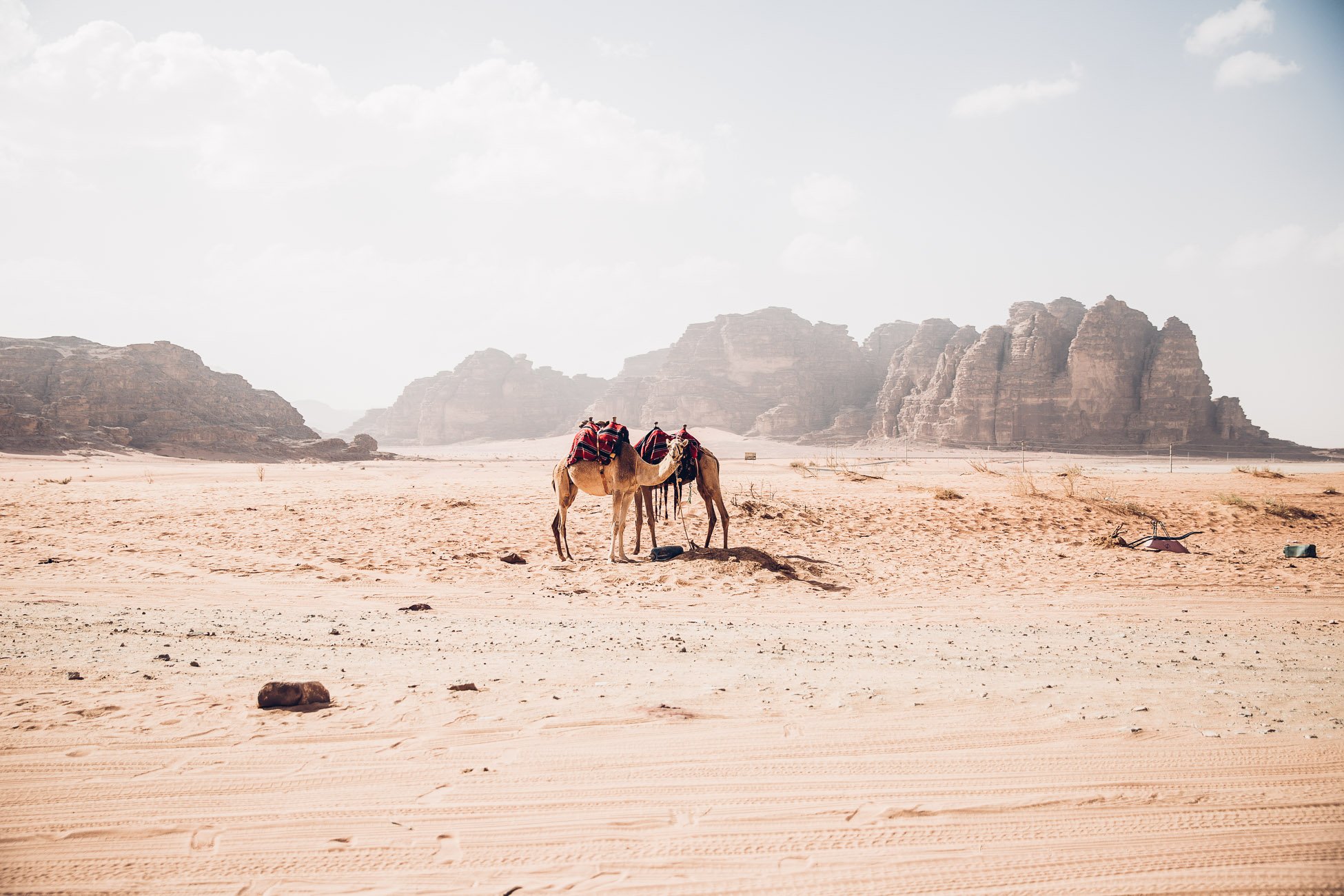 Camels in Wadi Rum Jordan