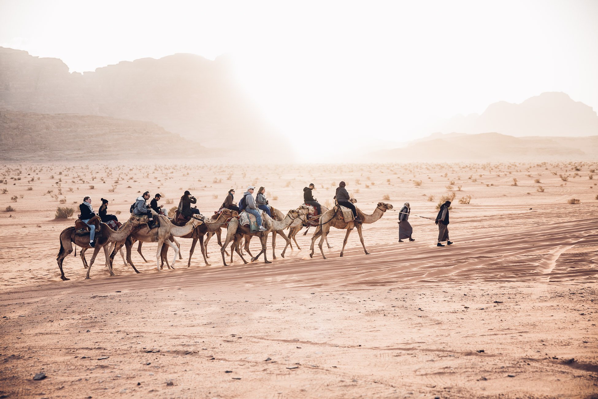 Camels in Wadi Rum