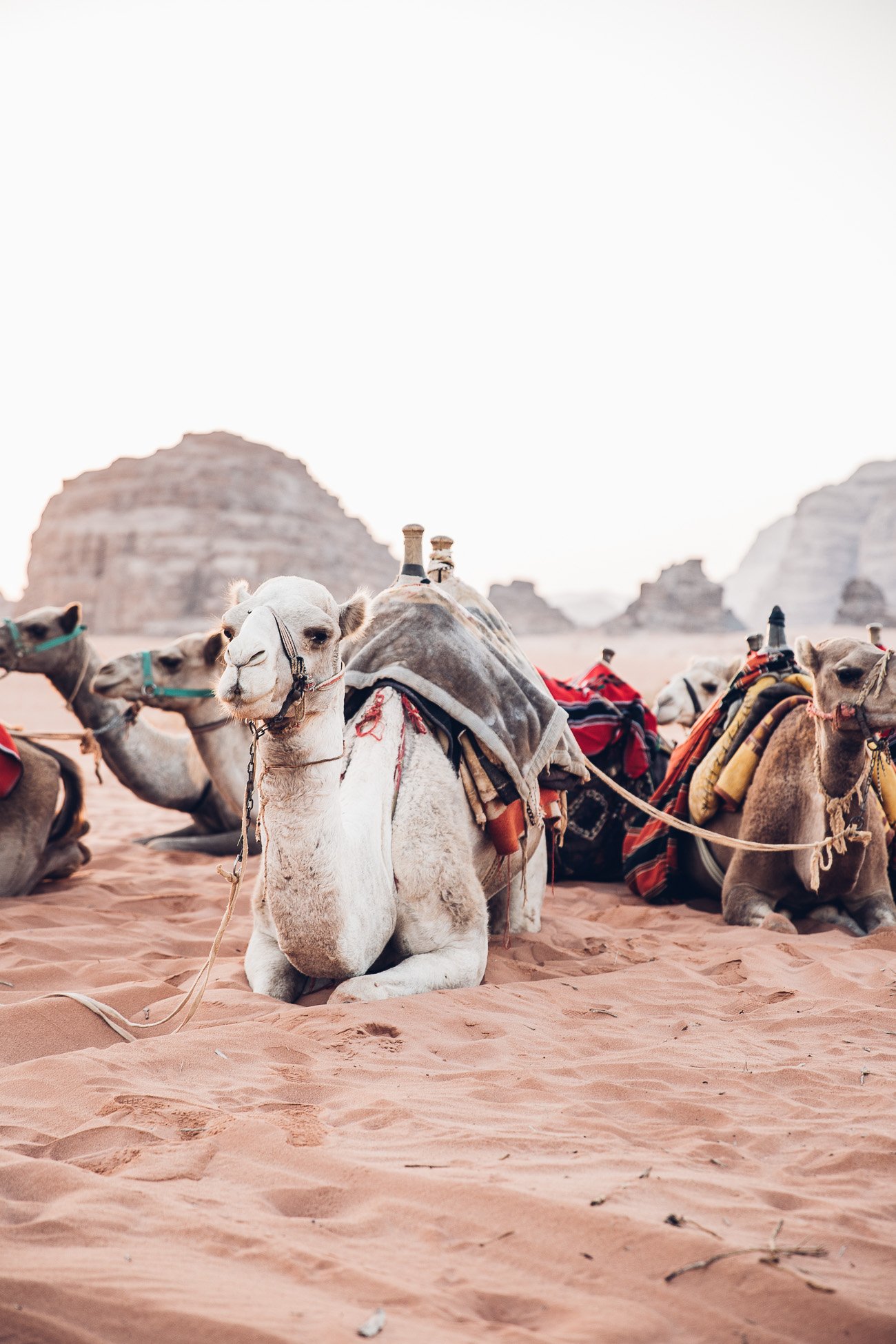 Camel ride in Wadi Rum at Sunrise