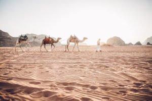 Camels in Wadi Rum