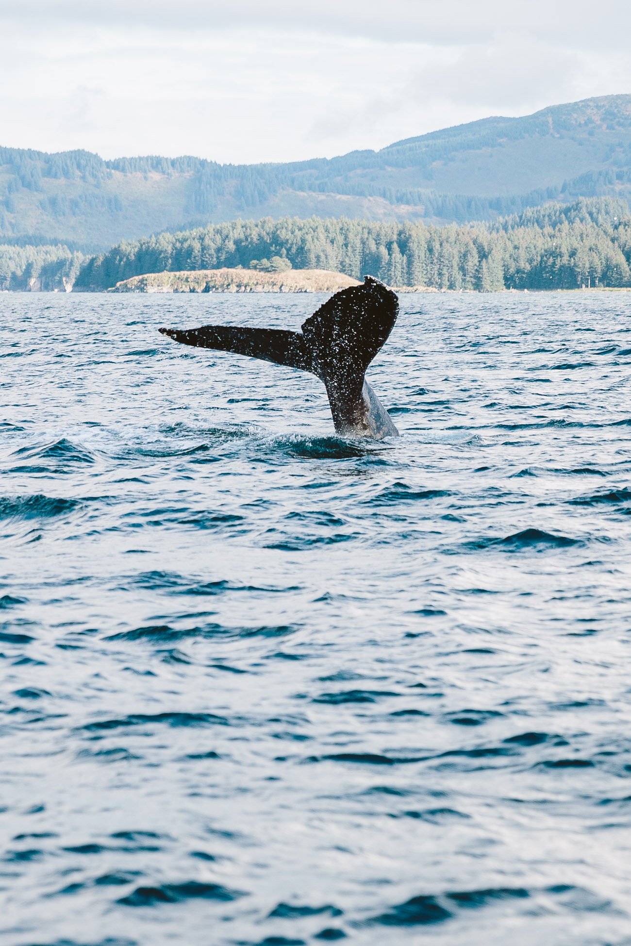 Humpback whale near Kodiak Island Alaska