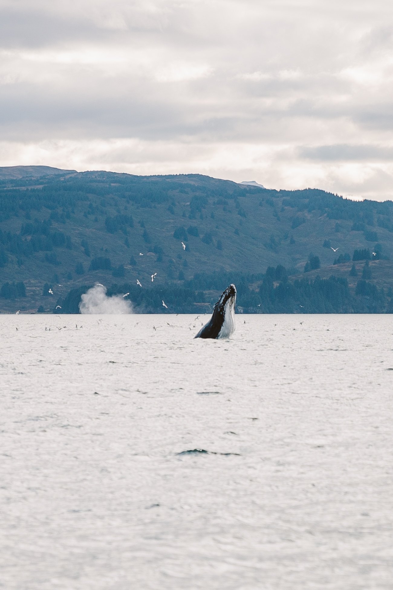 Humpback whale near Kodiak Island Alaska