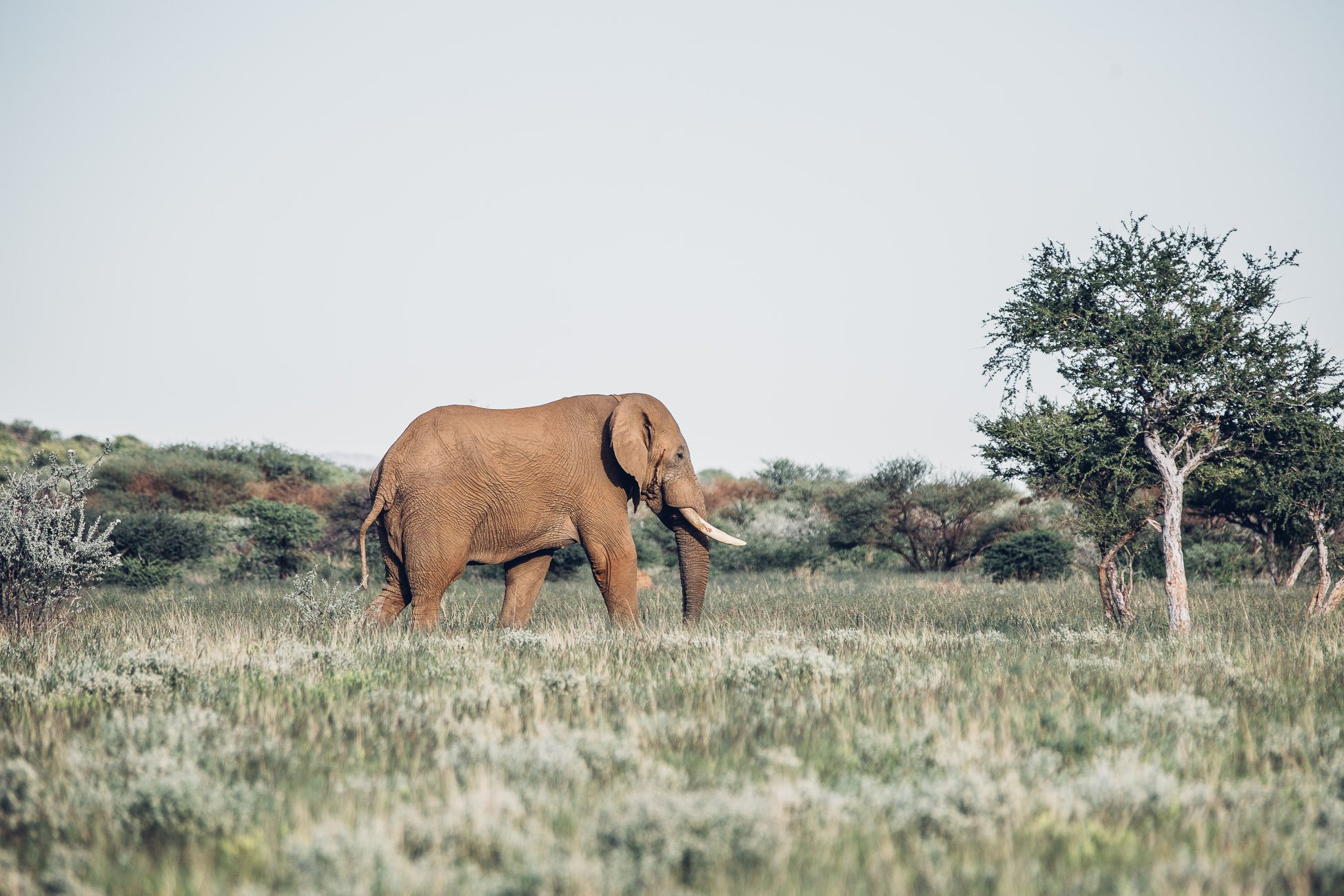 Elephant at a Safari in Namibia