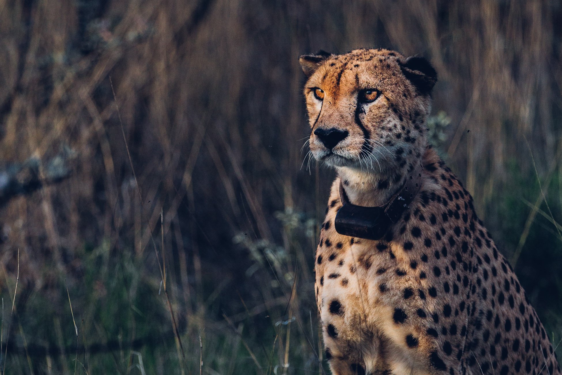Cheetah at Erindi Private Game Reserve