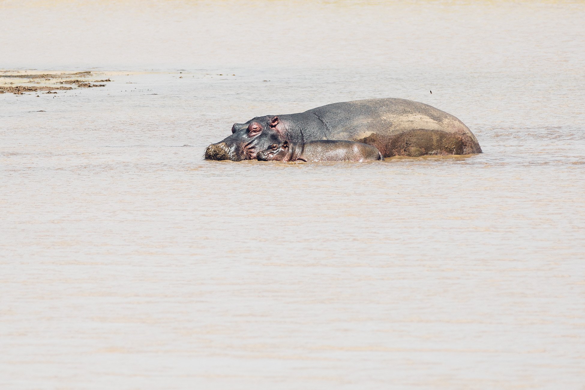 Hippo baby and mom at Erindi Private Game Reserve