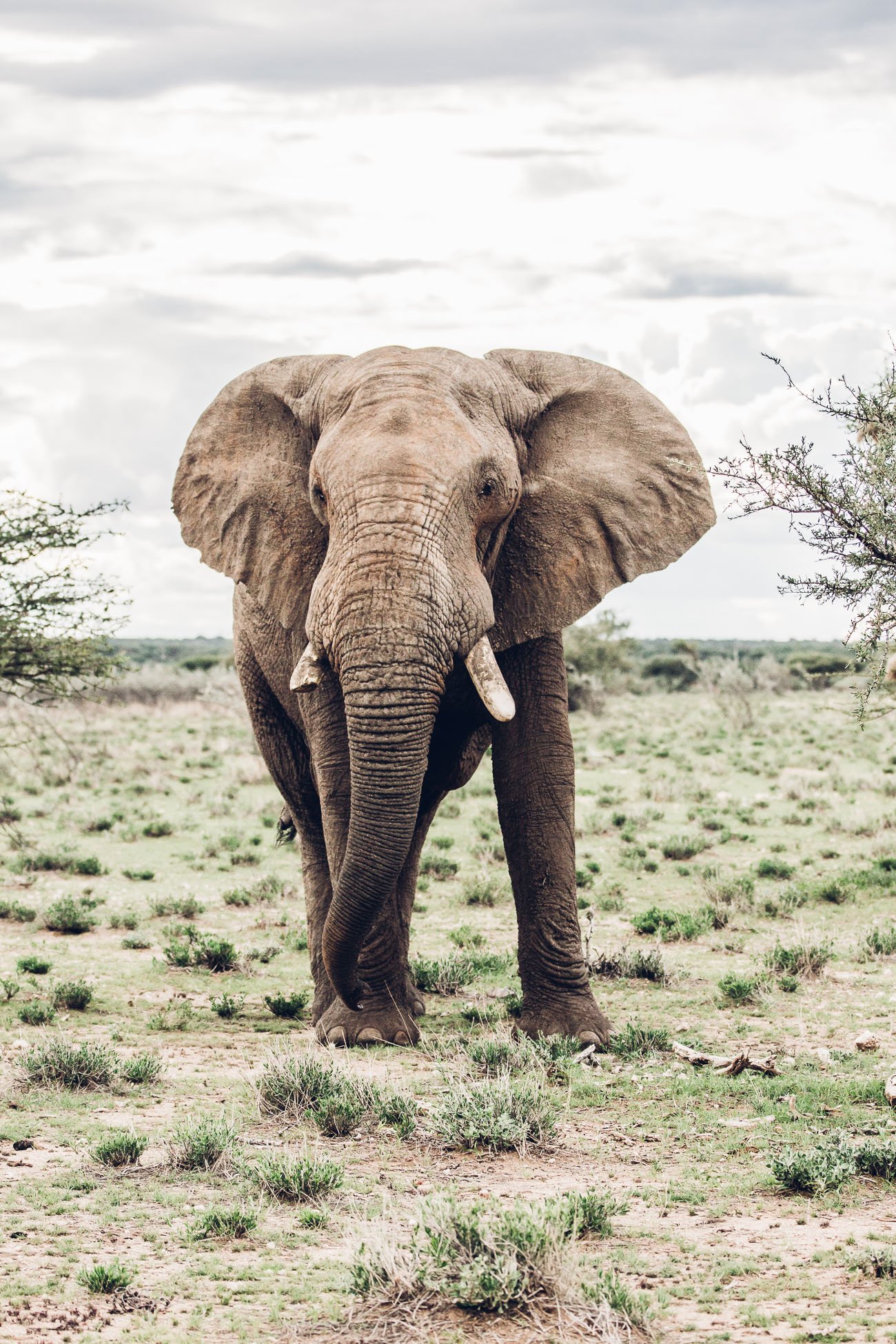 Elephant at a Safari in Namibia