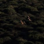 Giraffes at Erindi Private Game Reserve