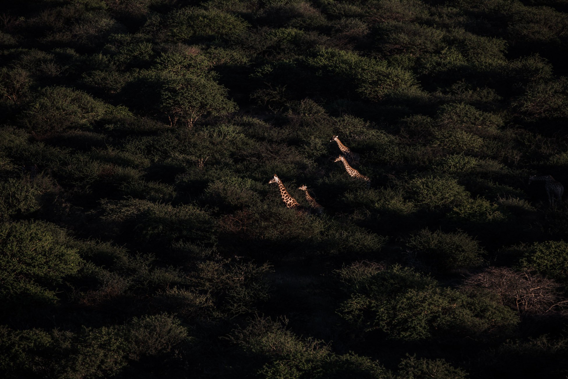 Giraffes at Erindi Private Game Reserve