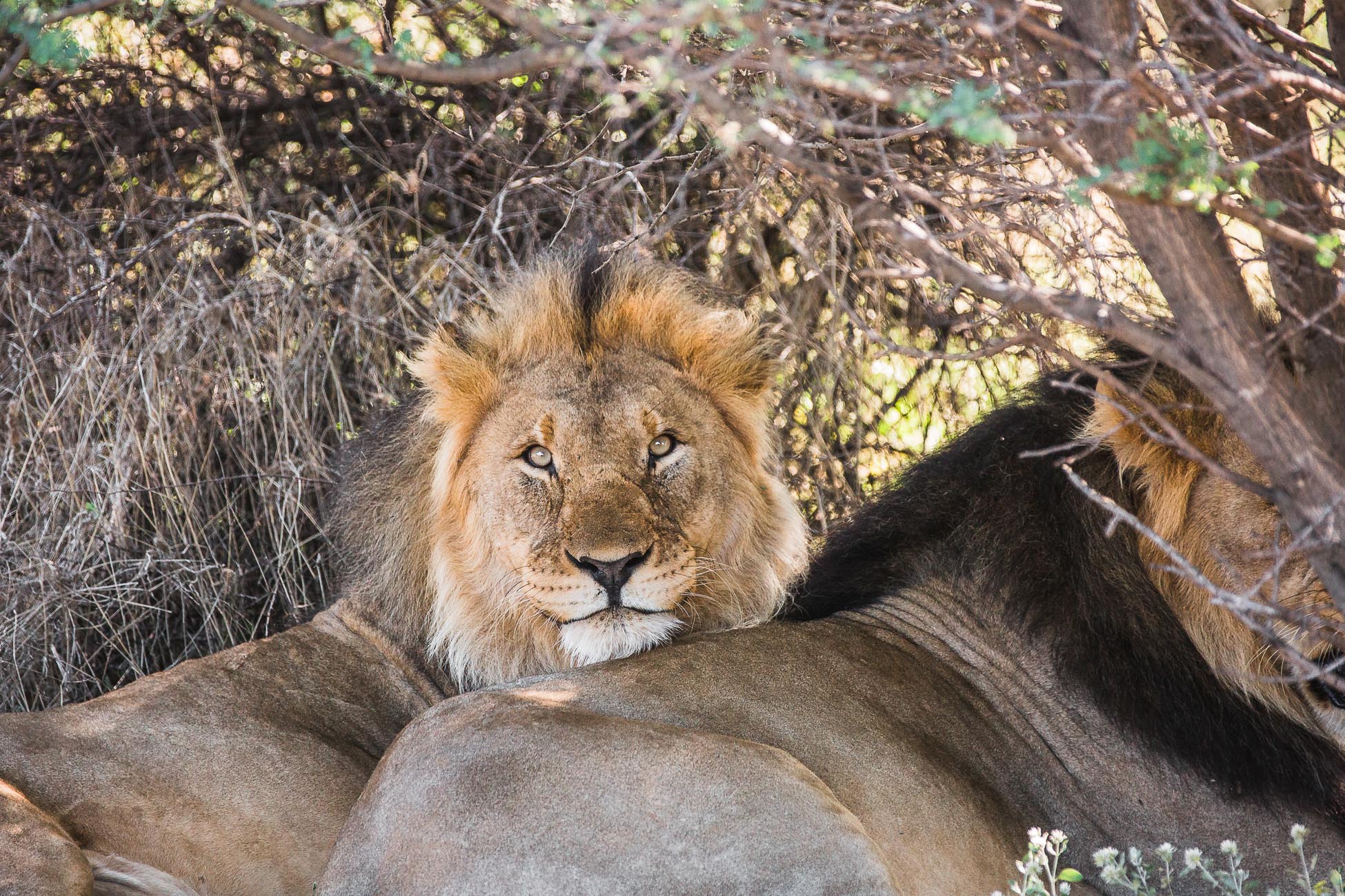 Lion brothers at Erindi Private Game Reserve