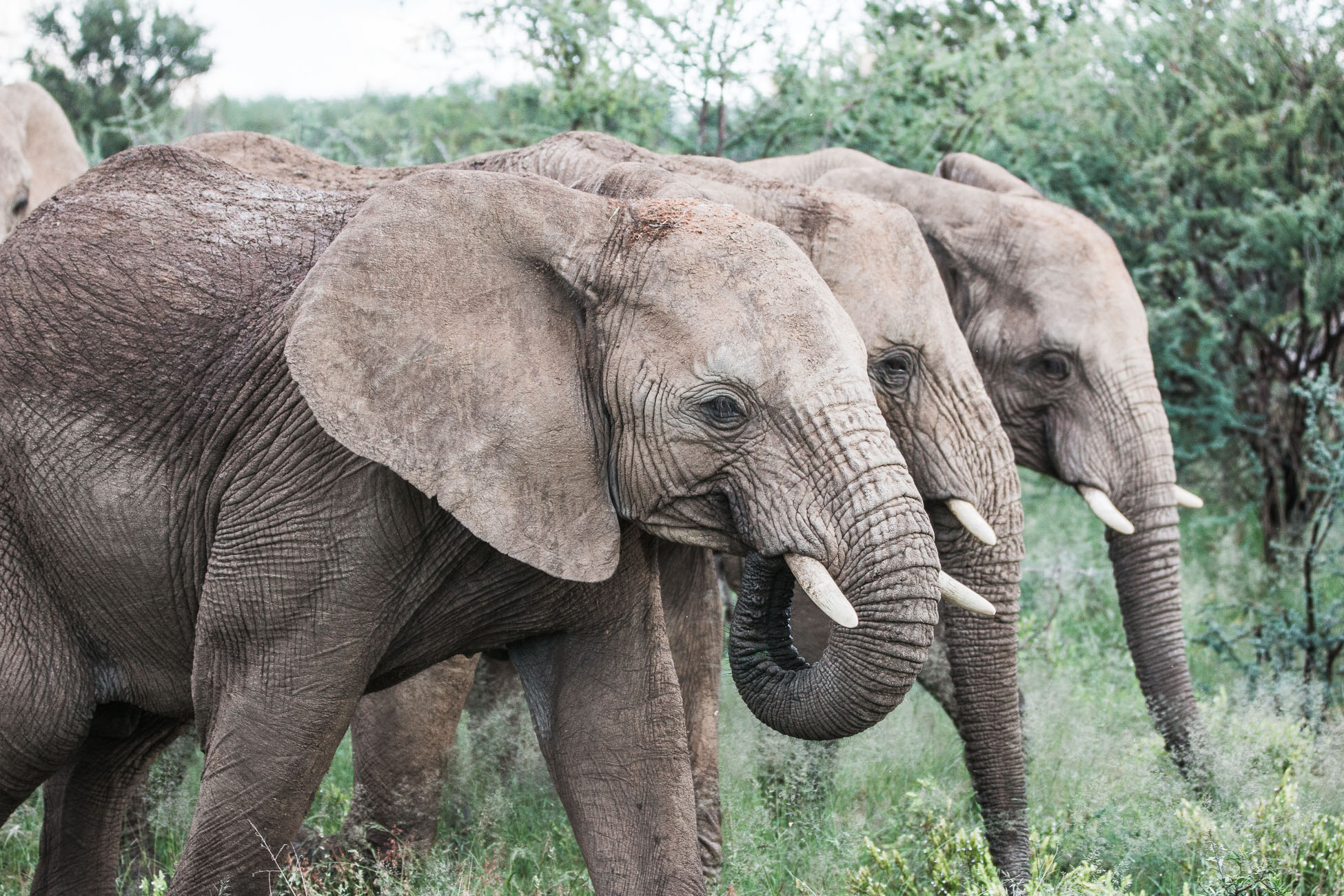 Elephant herd at Erindi Private Game Reserve