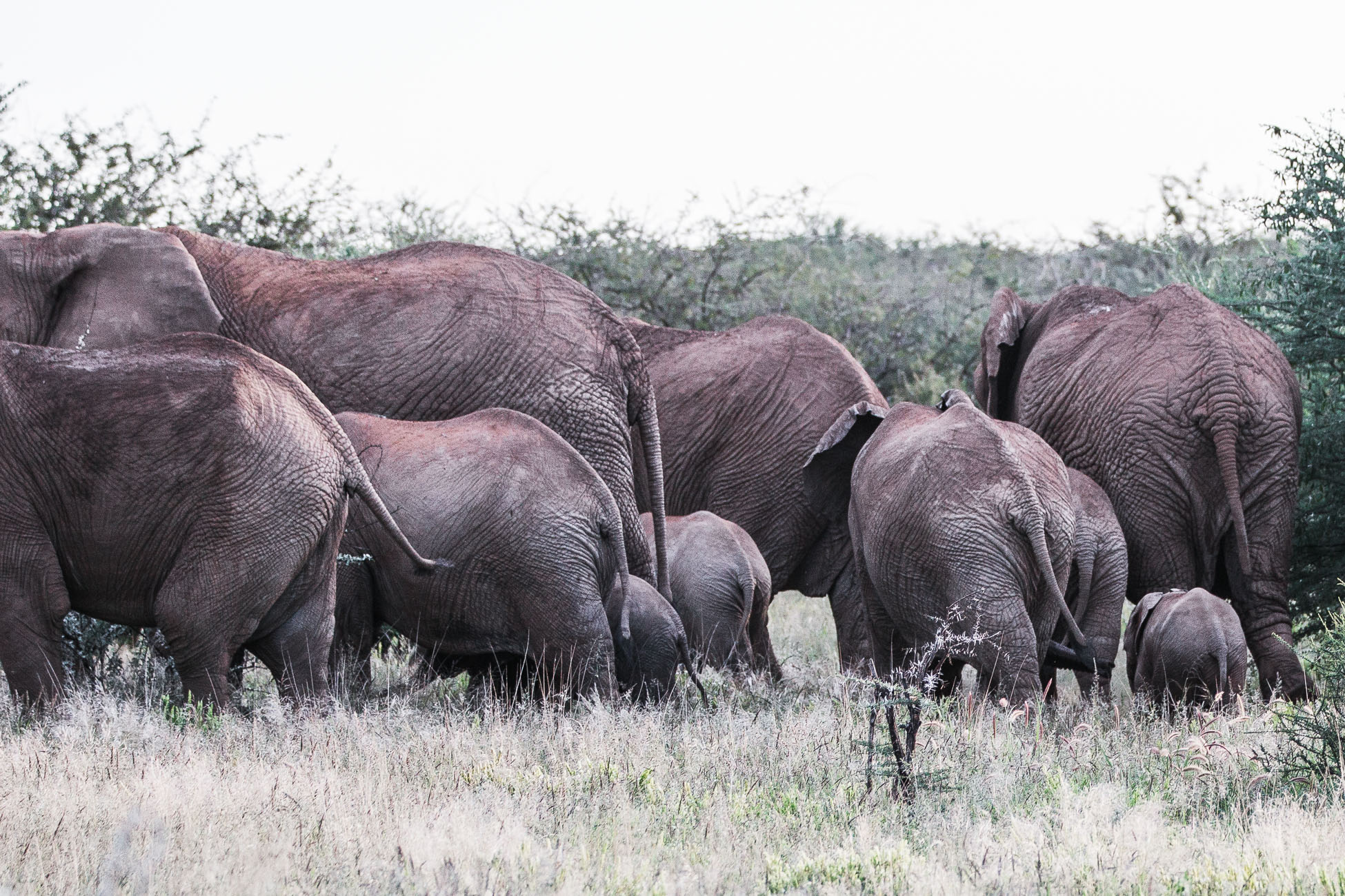 Elephants at a Safari in Namibia