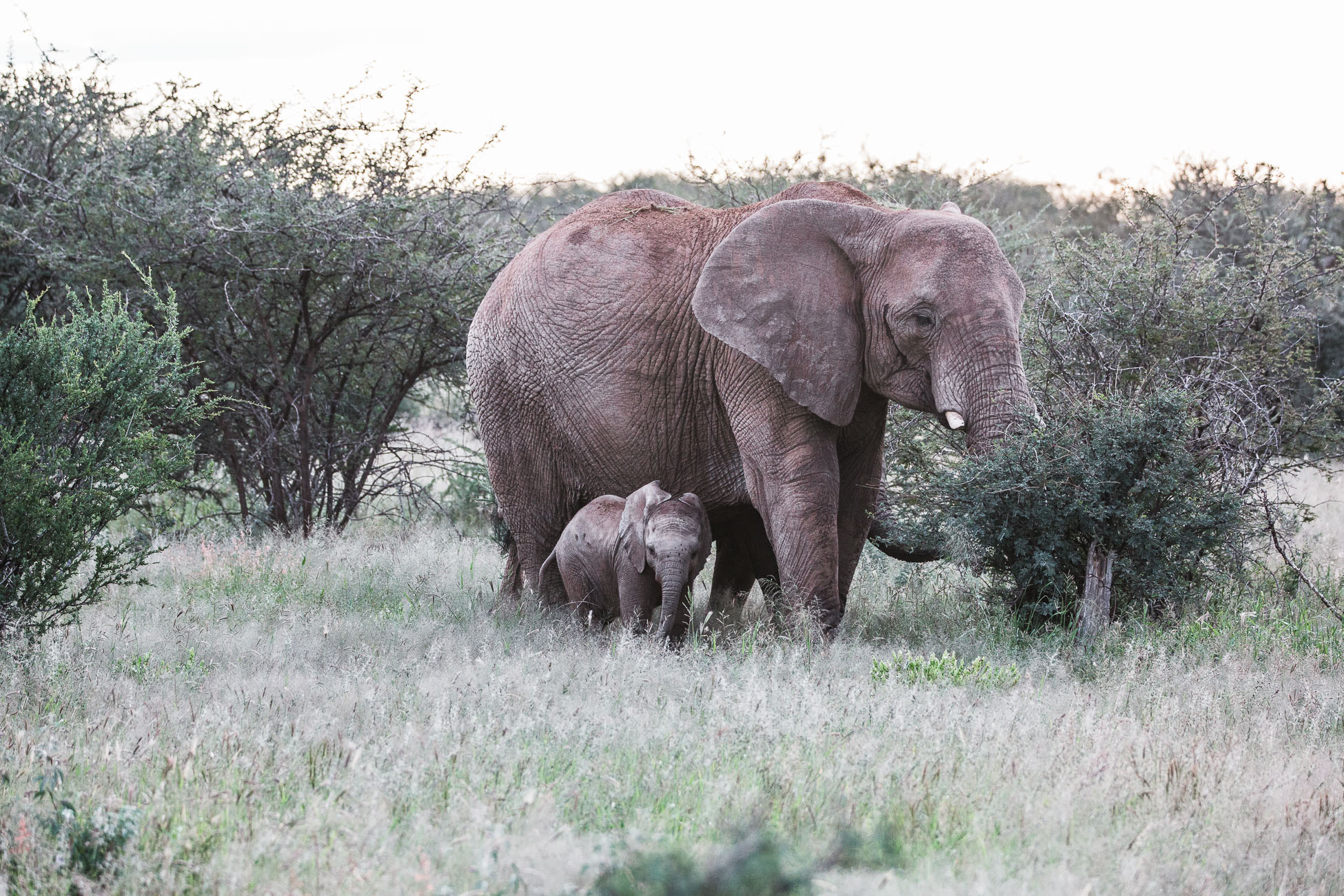 Elephants at a Safari in Namibia