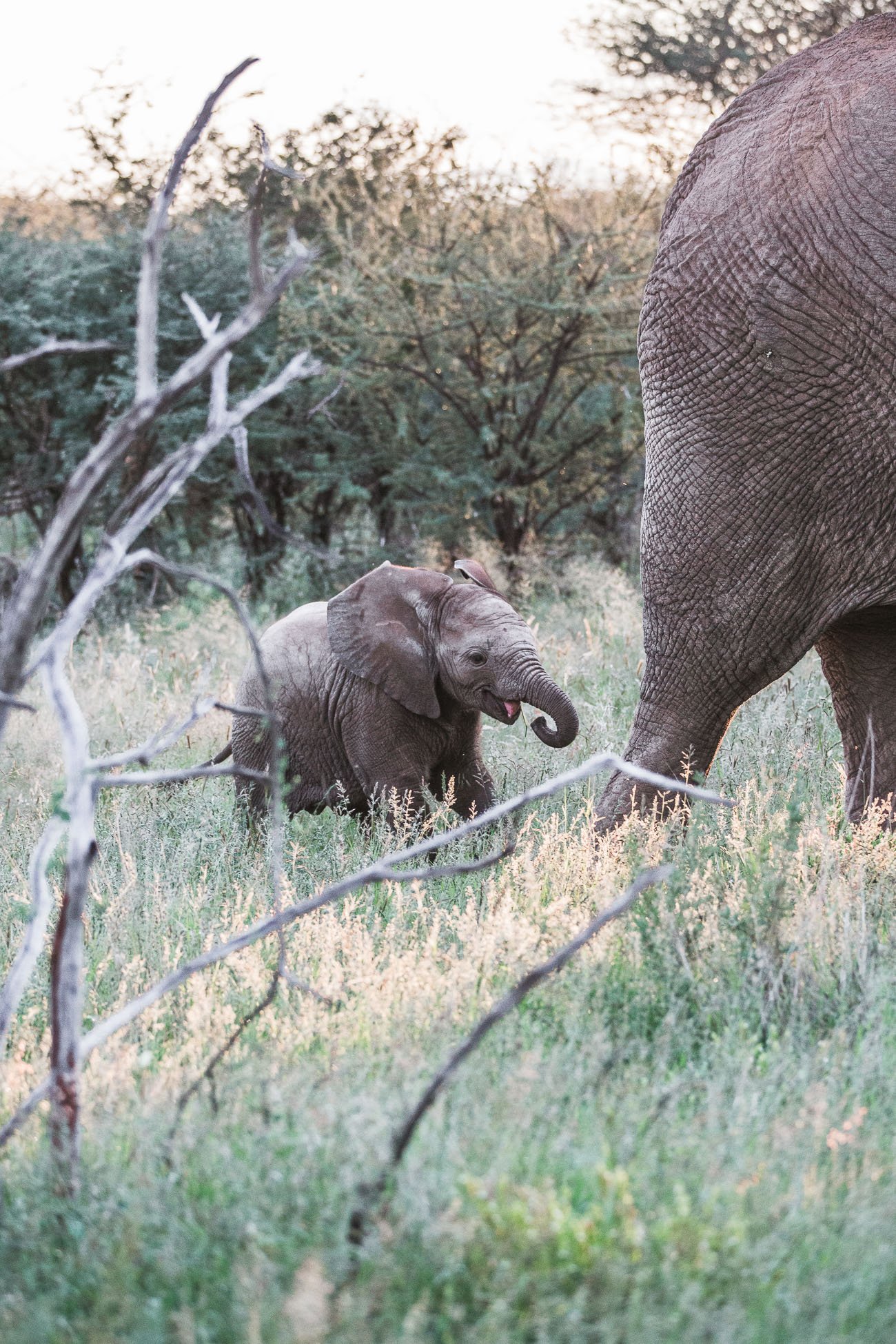 Elephants at a Safari in Namibia