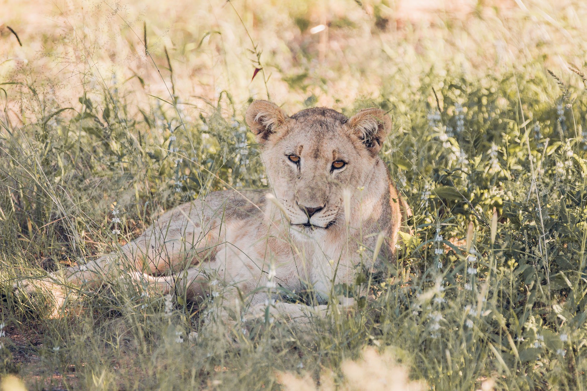 Lion Cub at a Safari in Namibia