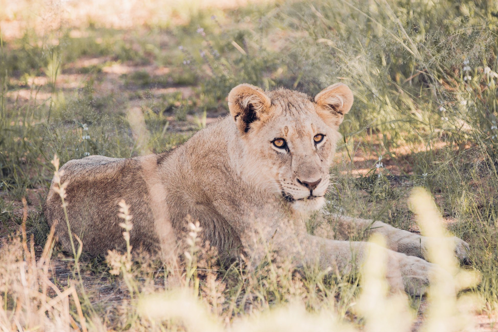 Lion Cub at a Safari in Namibia