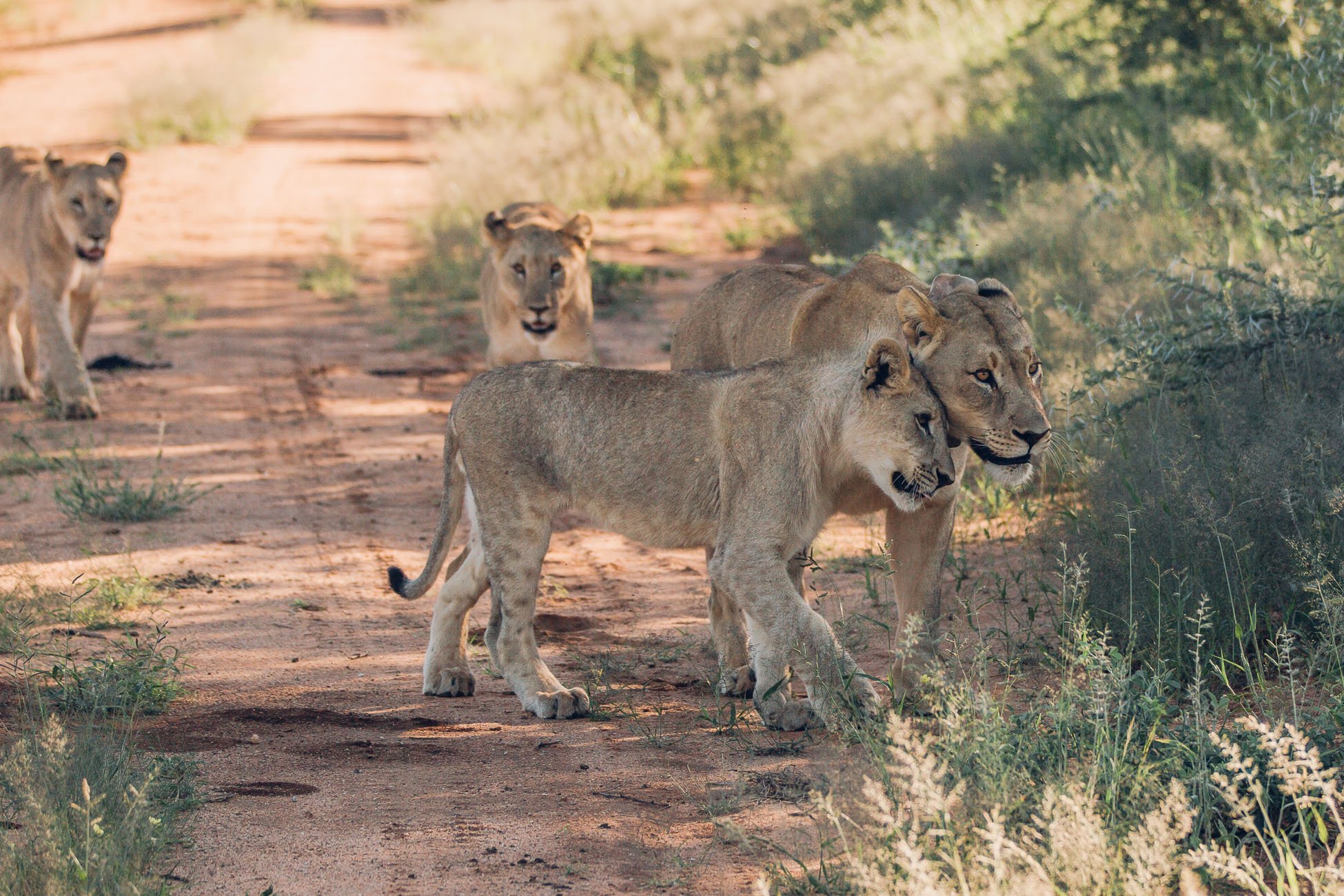 Lioness with three cubs at a Safari in Namibia