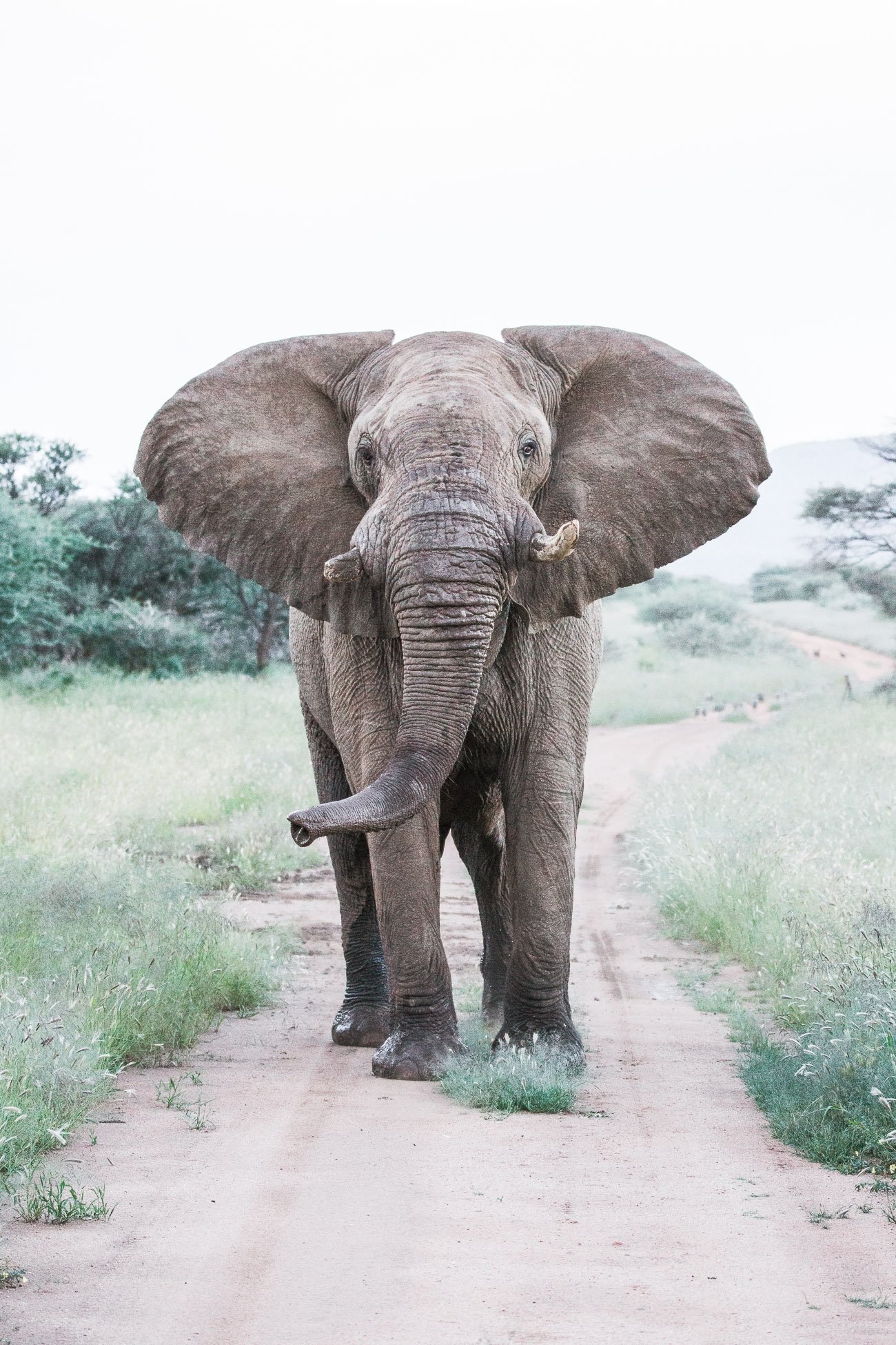 Elephant encounter at Erindi Private Game Reserve