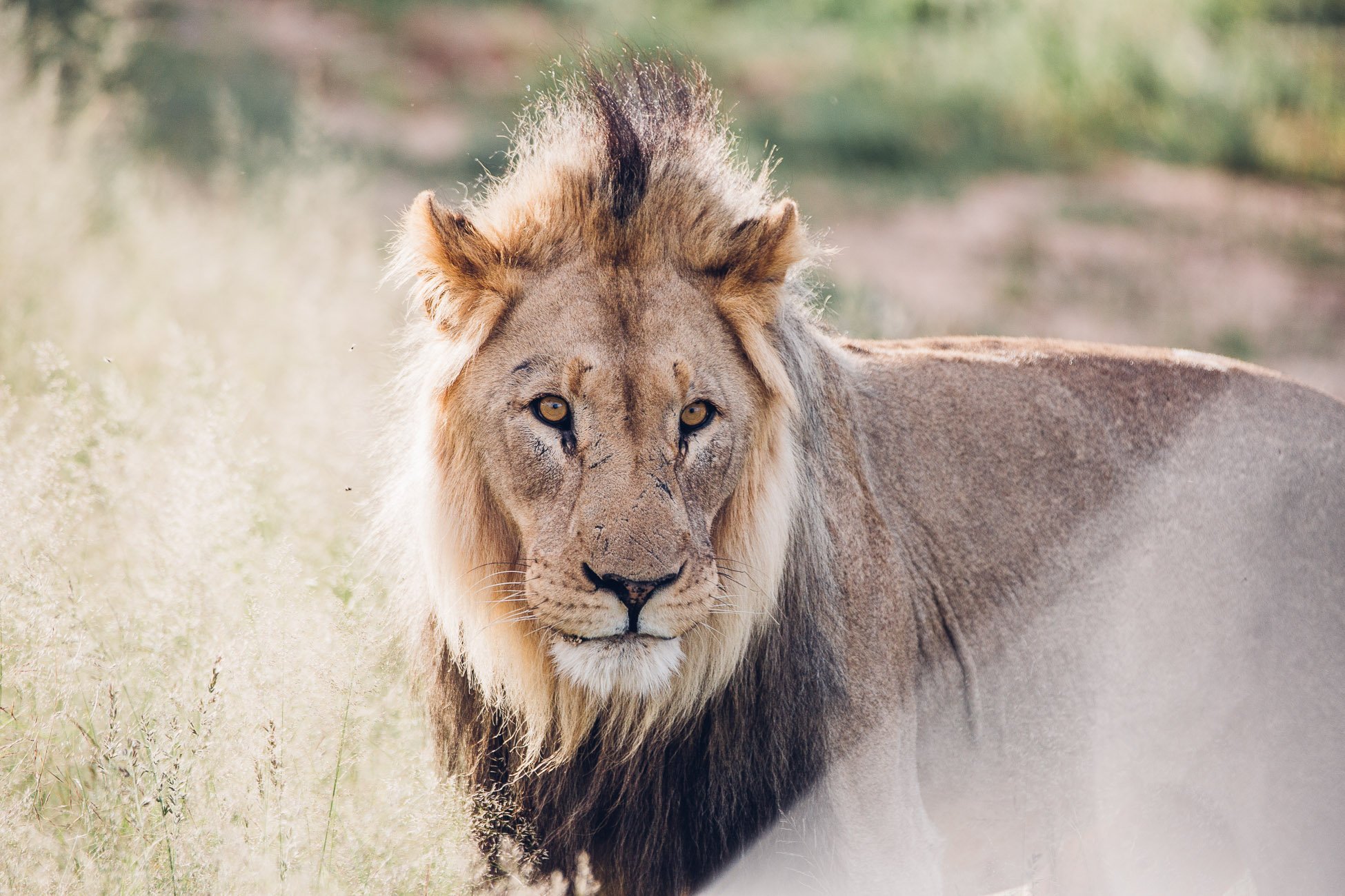 Male lion at a Safari in Namibia