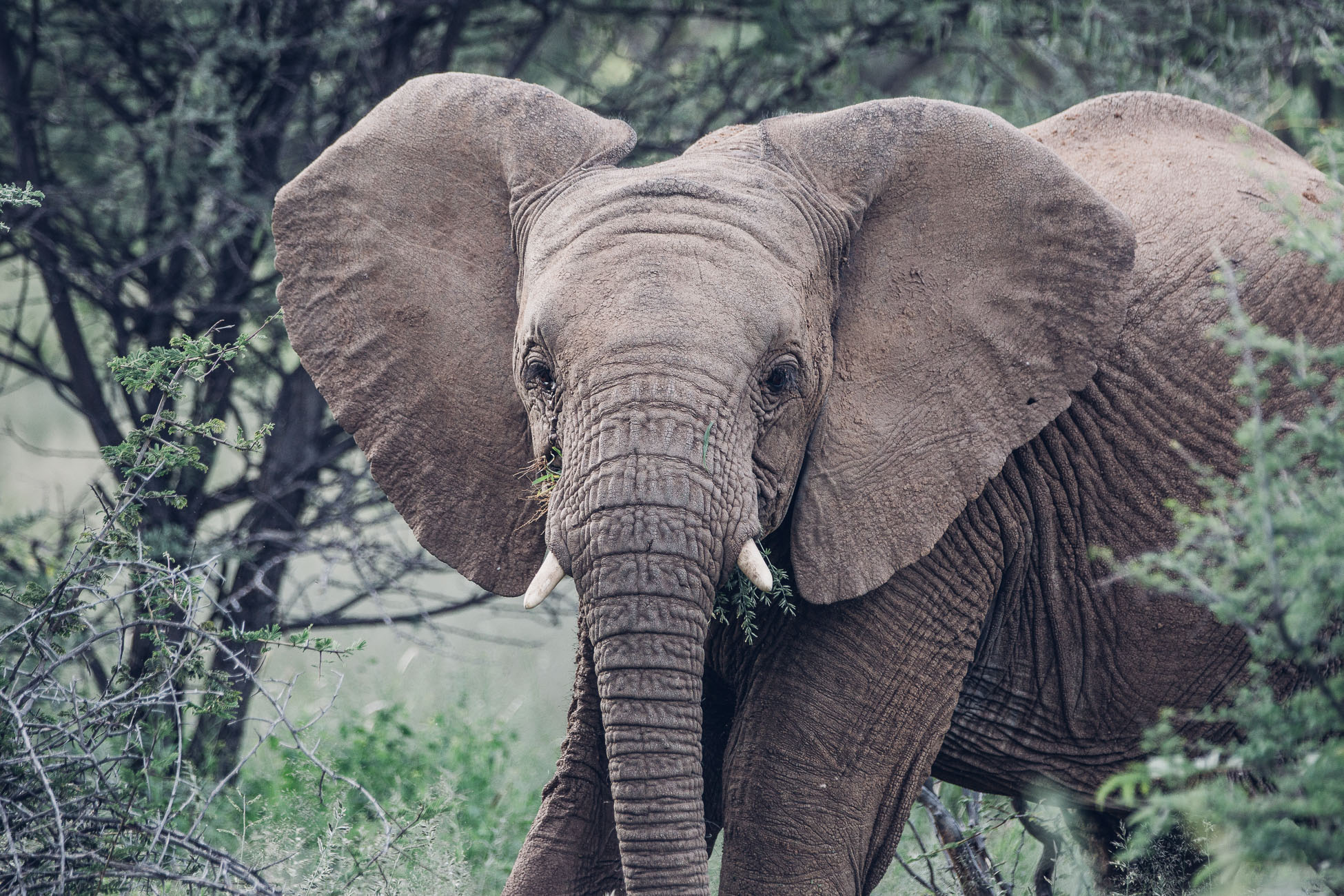 Elephant at Erindi Private Game Reserve