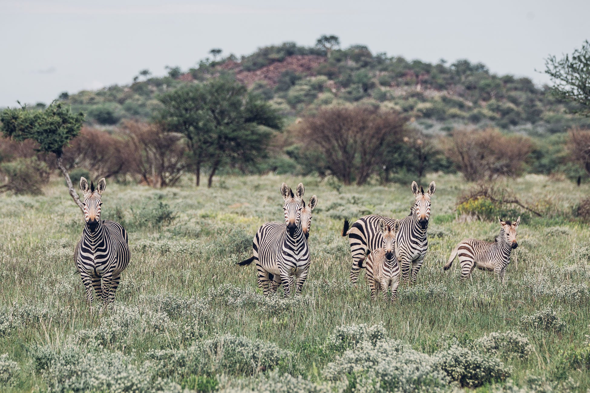 Zebras at a safari in Namibia