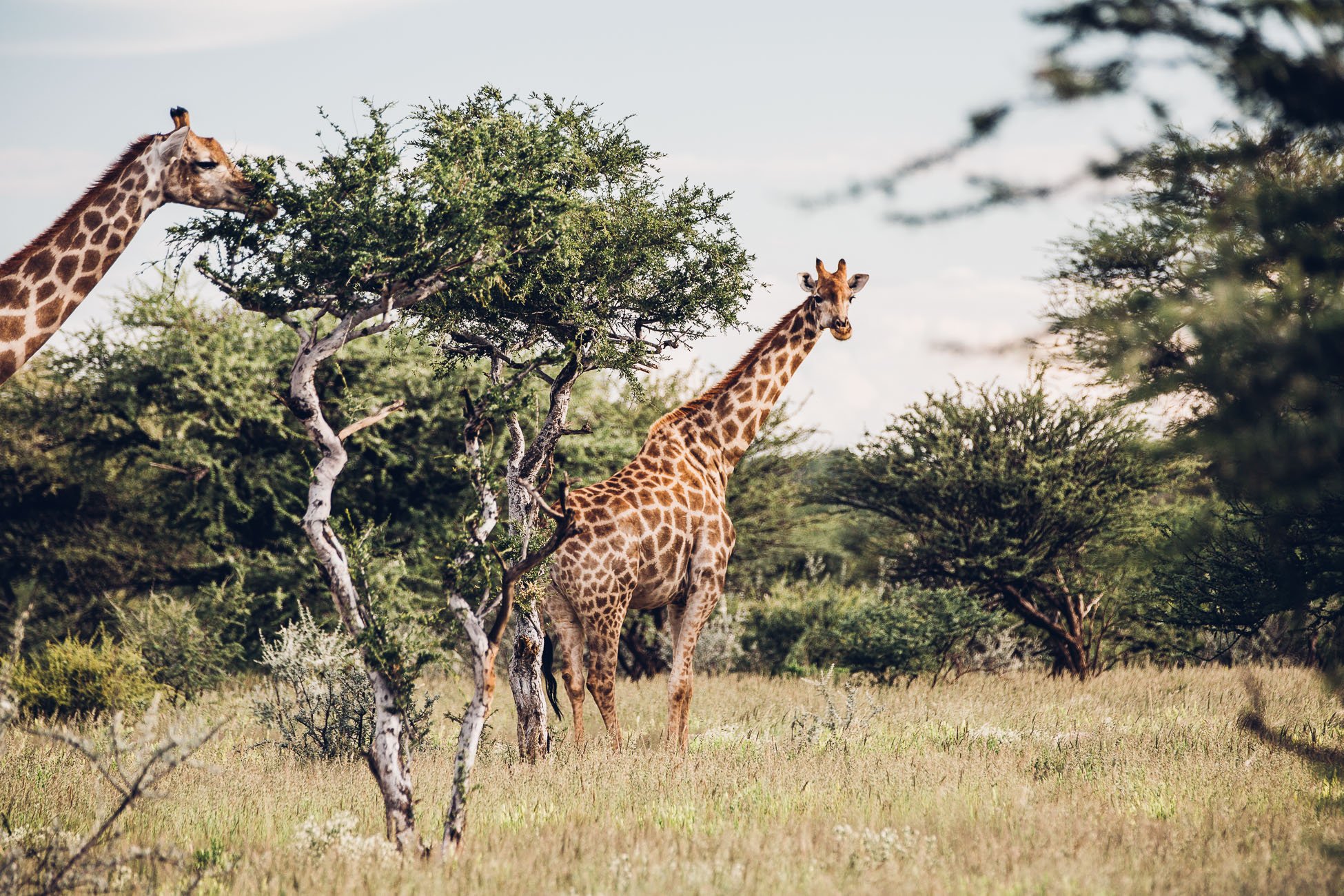 Namibia Safari Destination