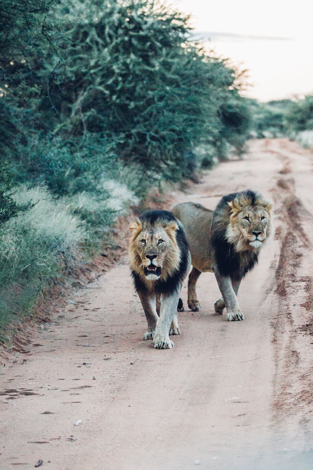 Lion brothers chasing our car