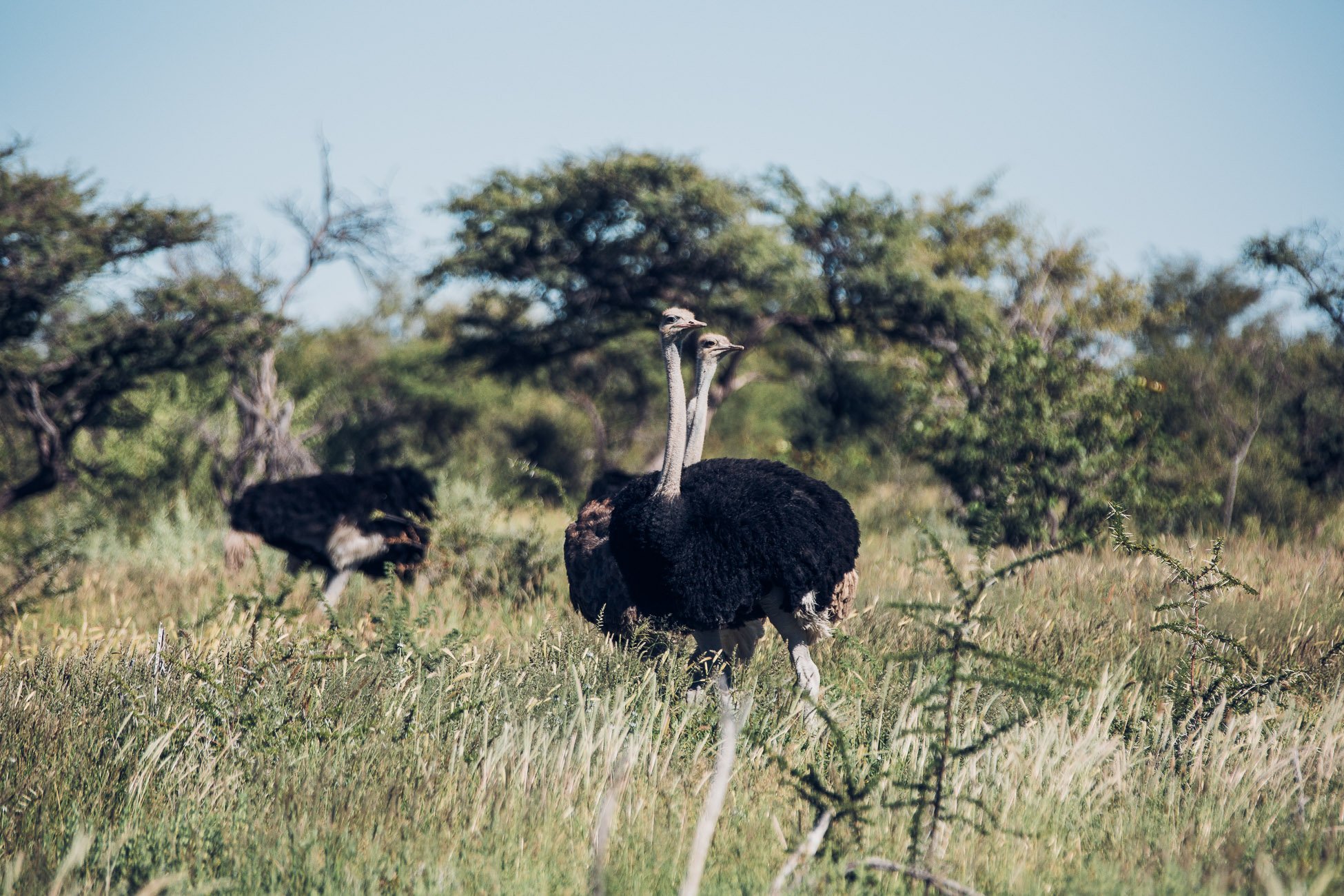 Ostrich at Etosha National Park