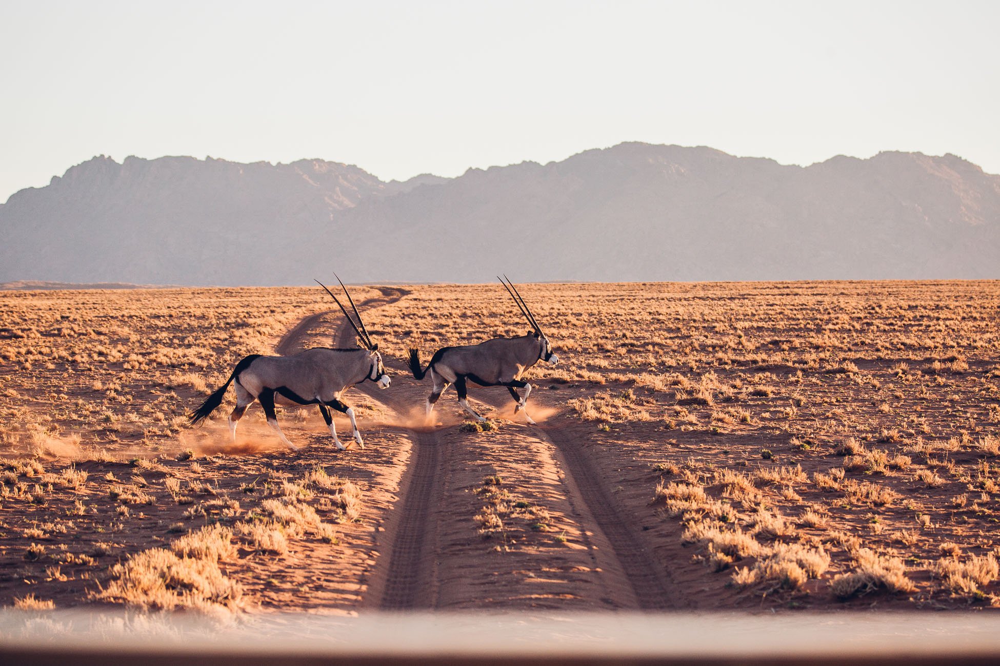 Oryx at Wolwedans