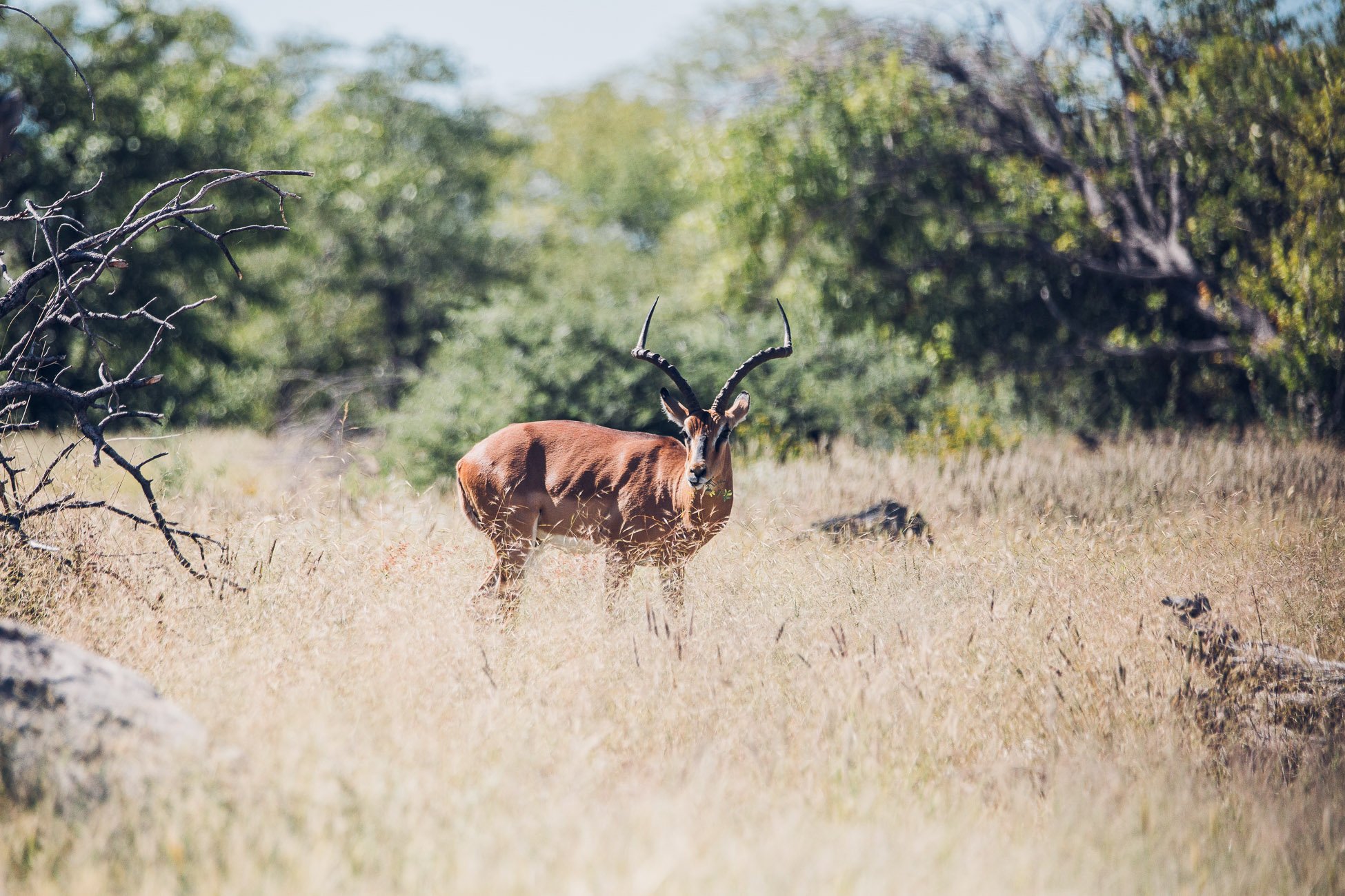 Wildlife at Etosha National Park