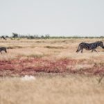 Zebras at Etosha National Park